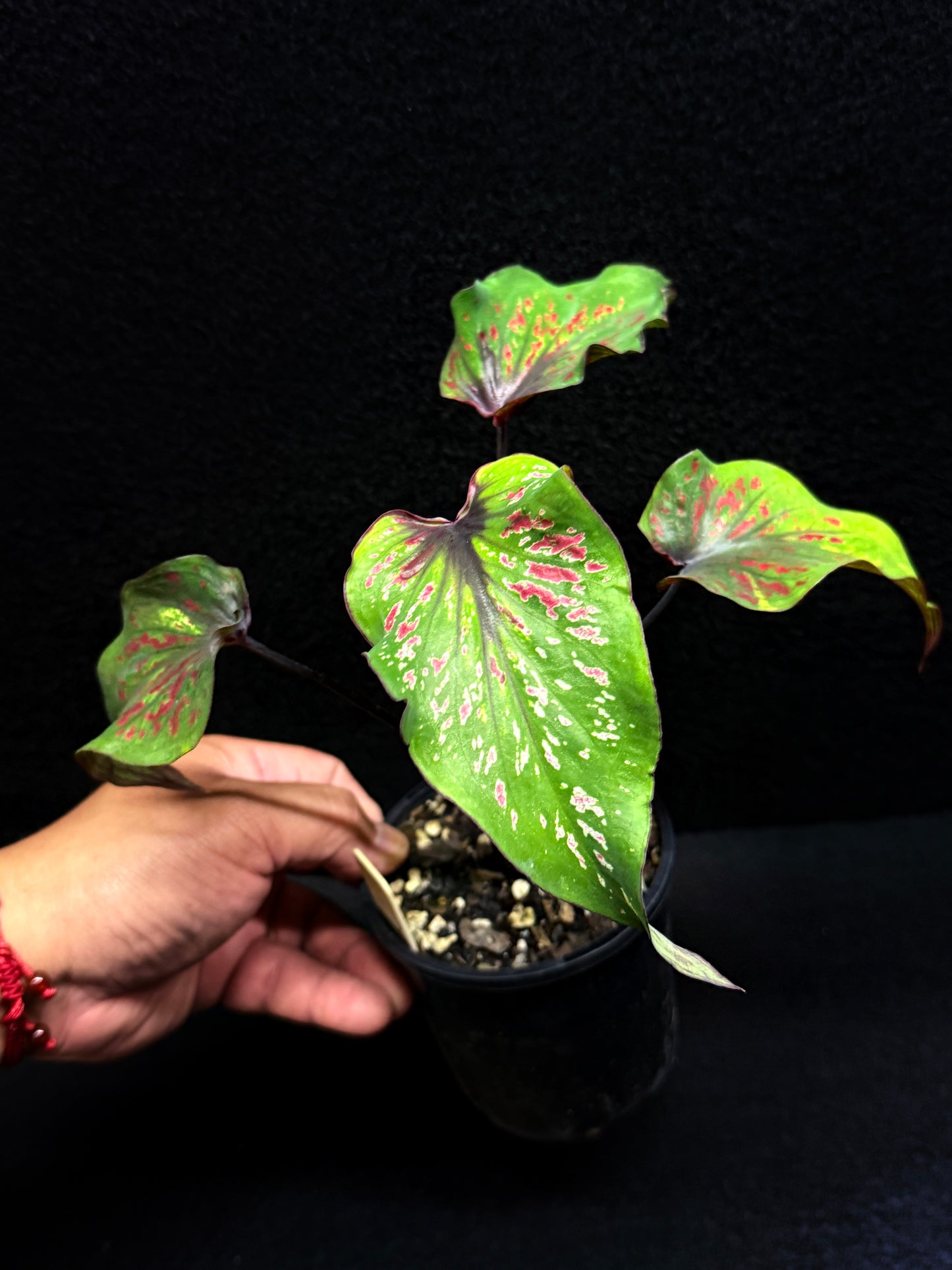 Caladium 'Black Thai' F43