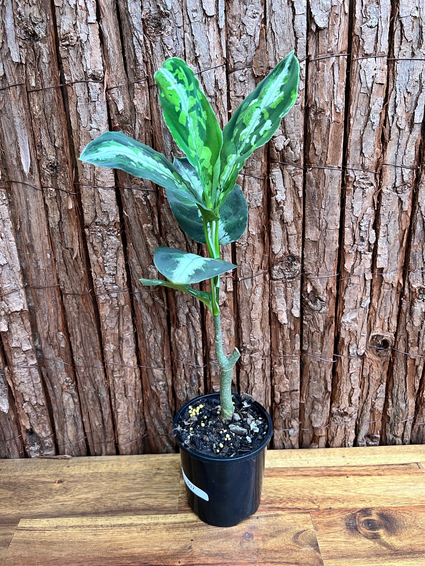 Aglaonema Pictum Tricolor NONTC D17