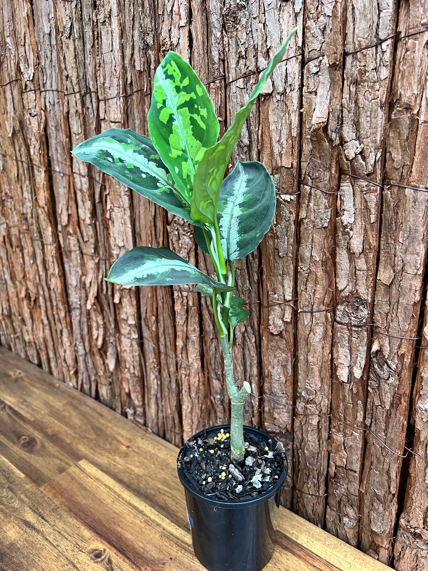 Aglaonema Pictum Tricolor NONTC D17