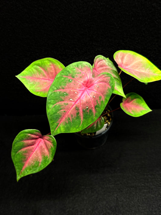 Caladium Hybrid K56
