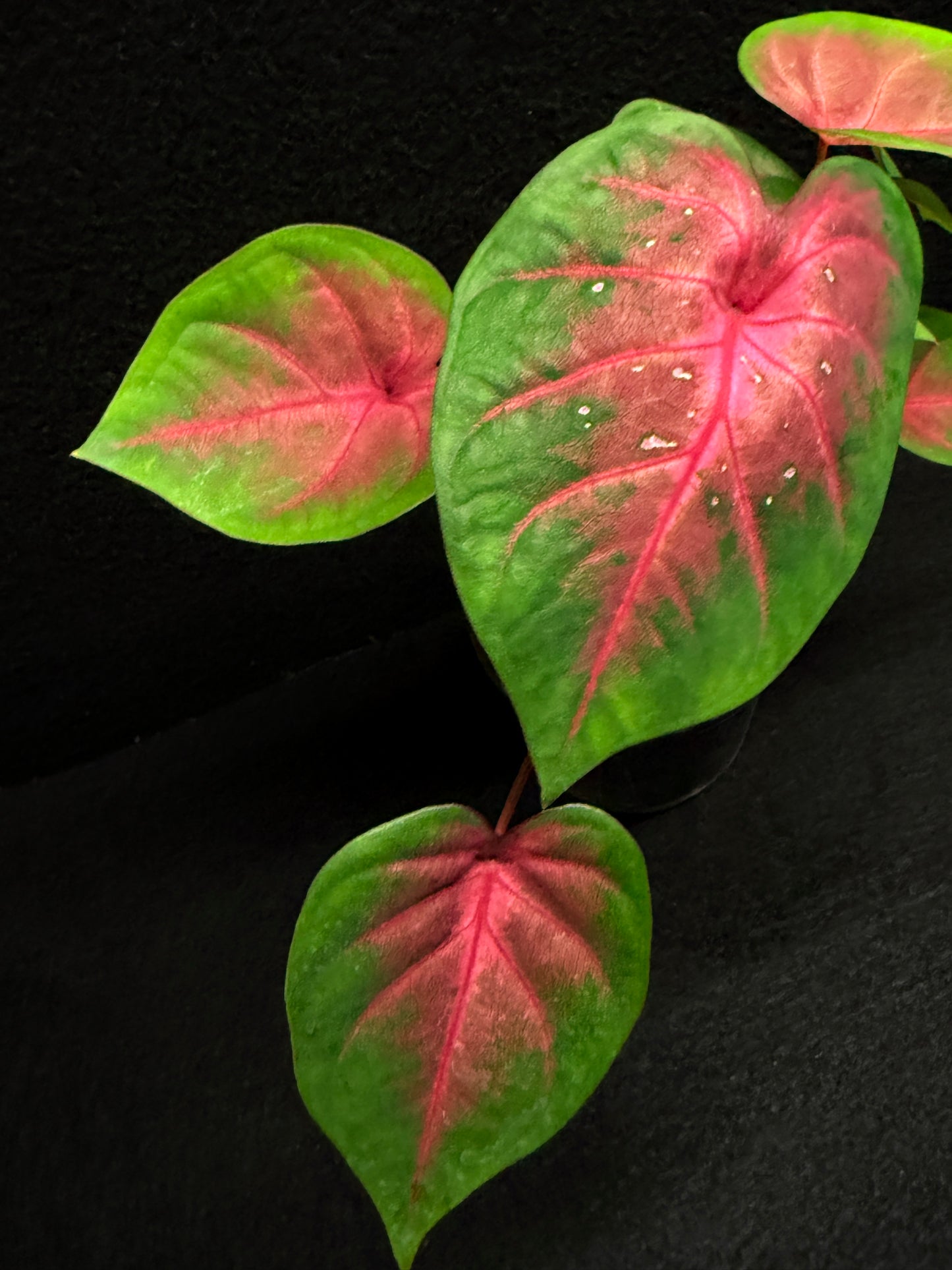 Caladium Hybrid K56