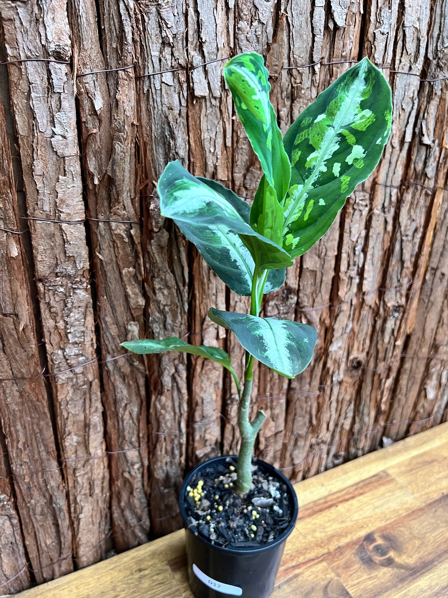 Aglaonema Pictum Tricolor NONTC D17