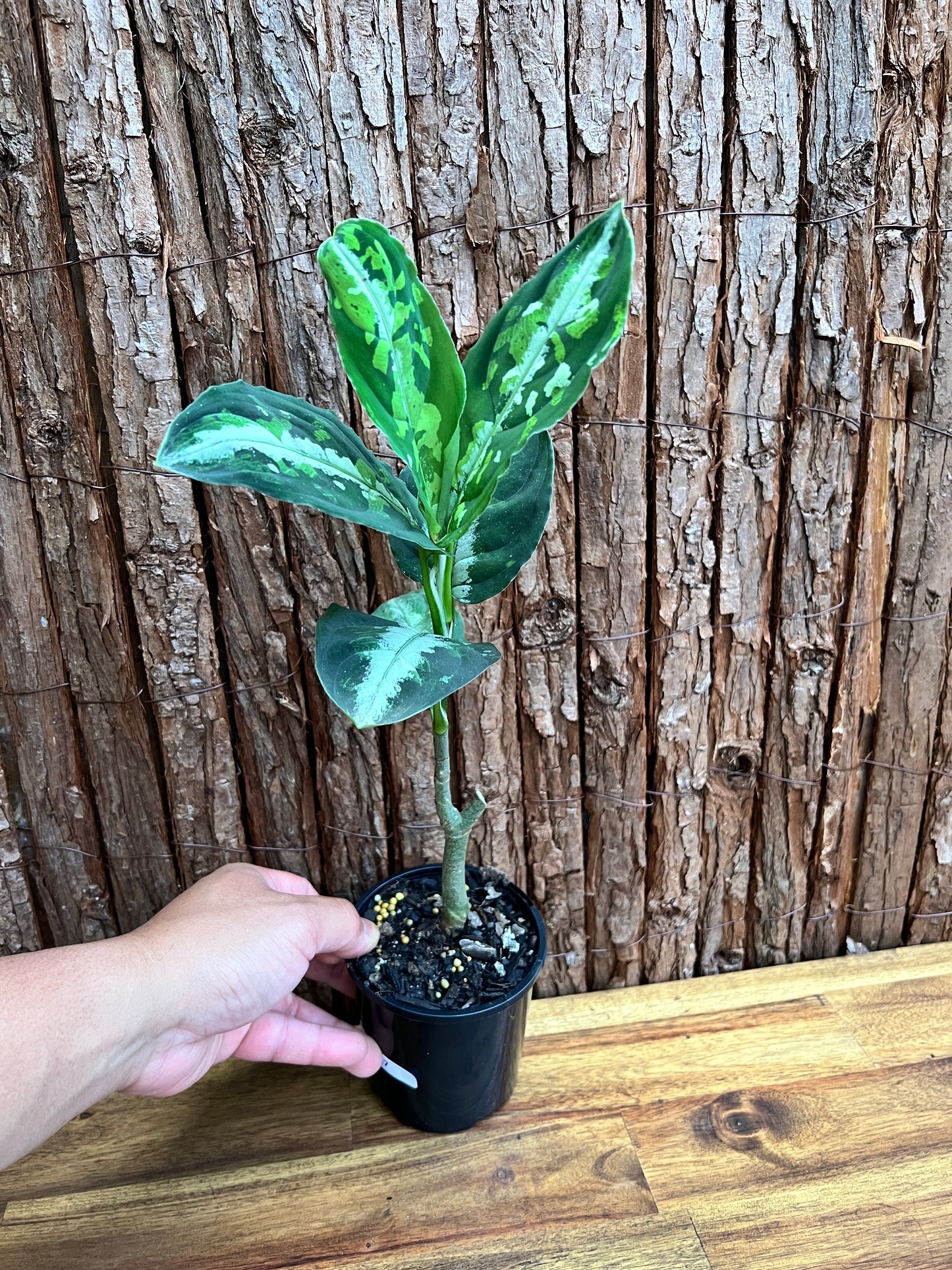 Aglaonema Pictum Tricolor NONTC D17