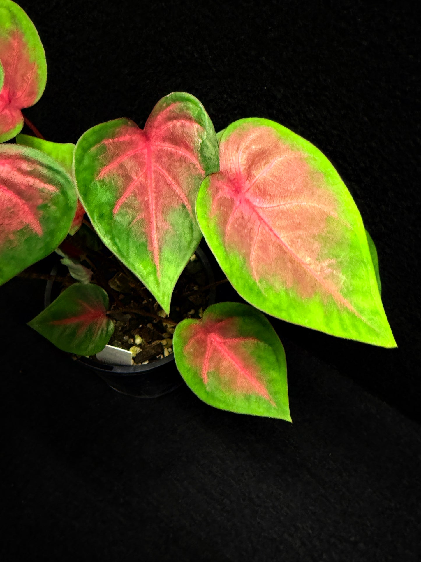 Caladium Hybrid K56