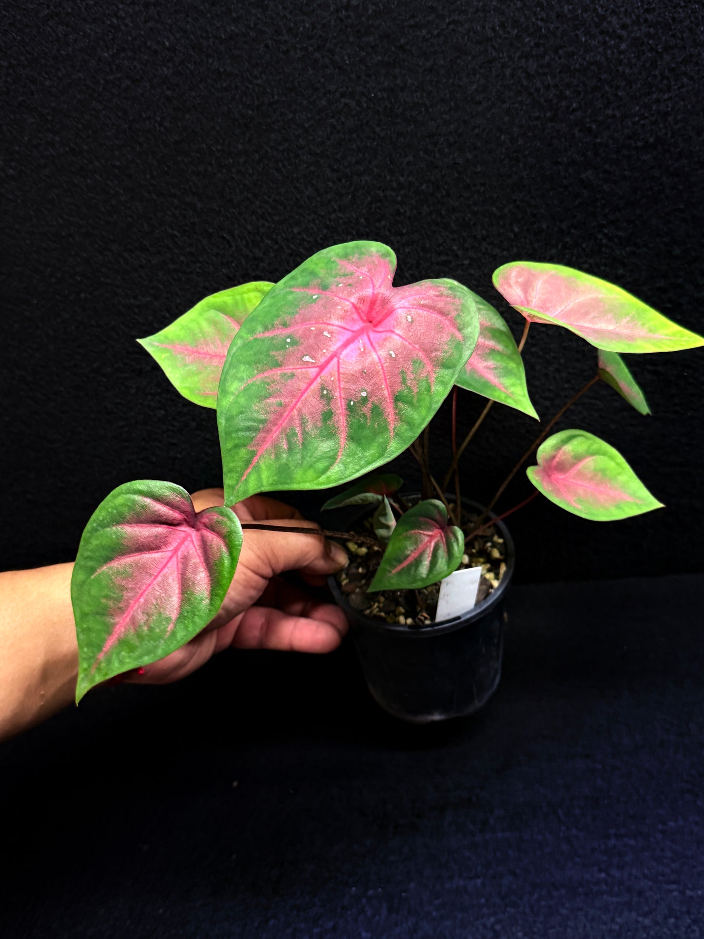 Caladium Hybrid K56