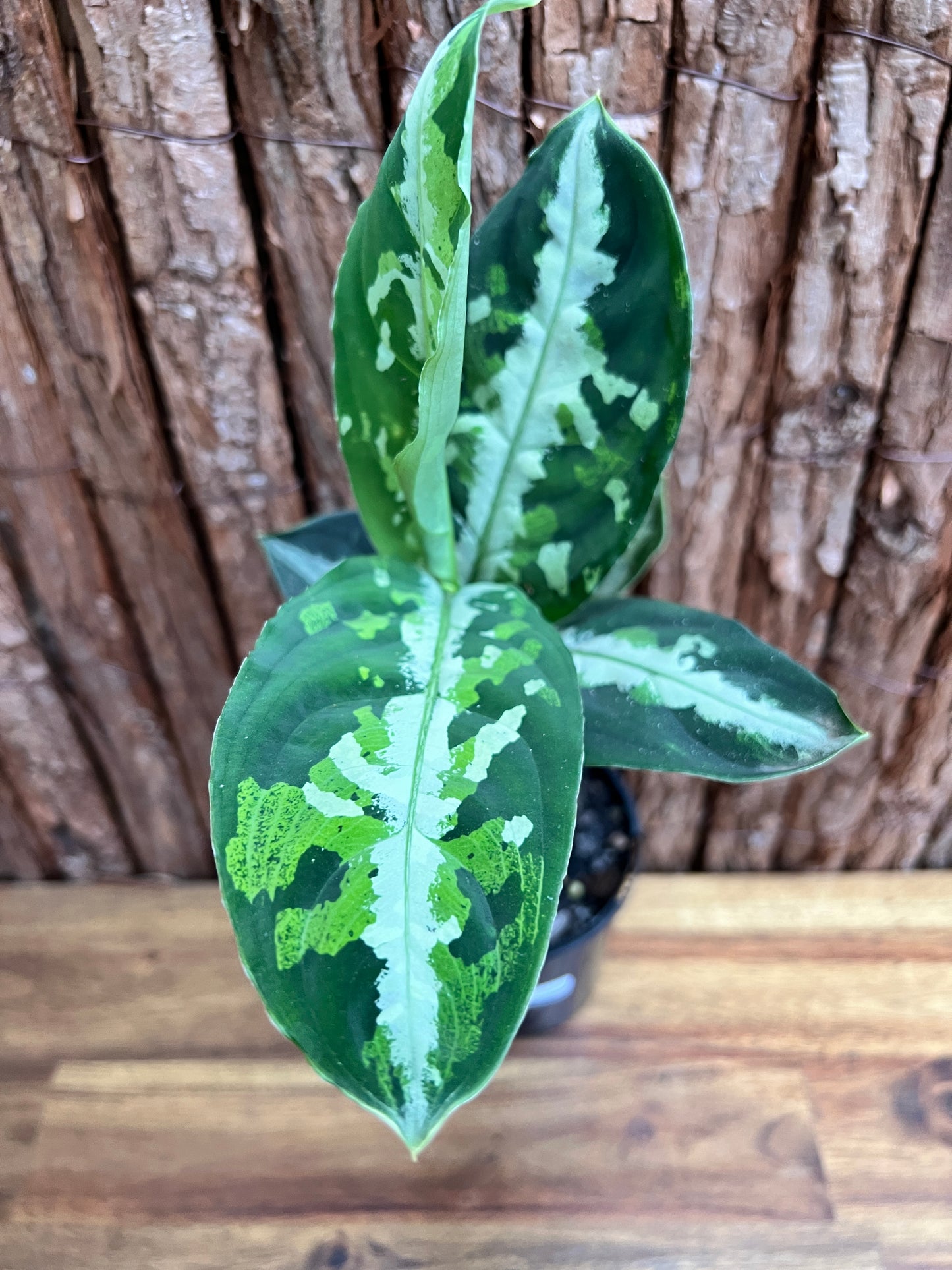 Aglaonema Pictum Tricolor NONTC D18