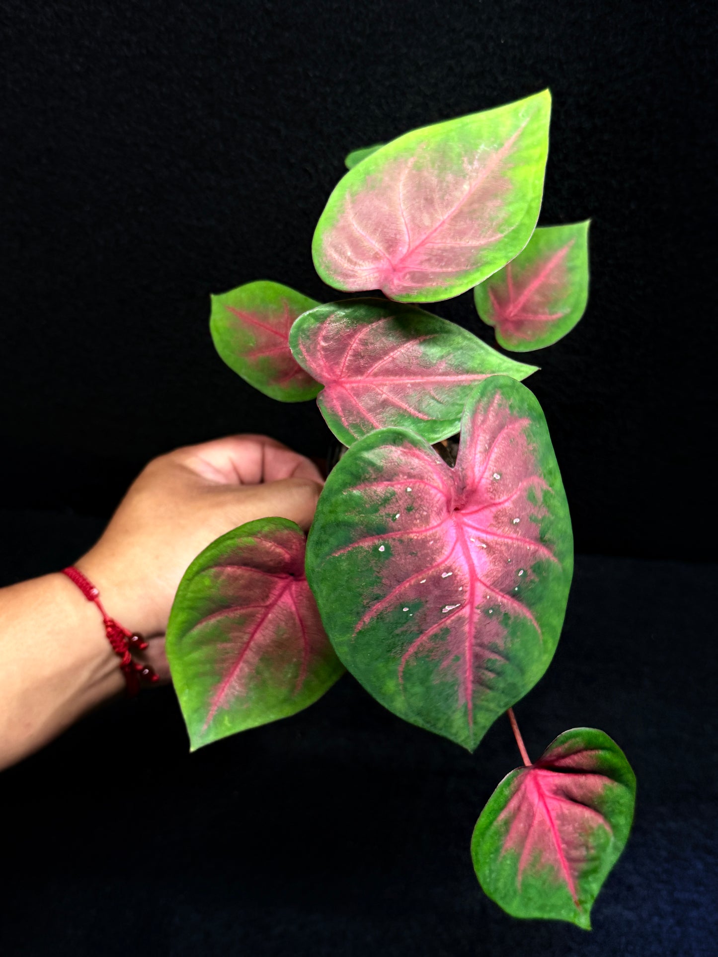 Caladium Hybrid K56