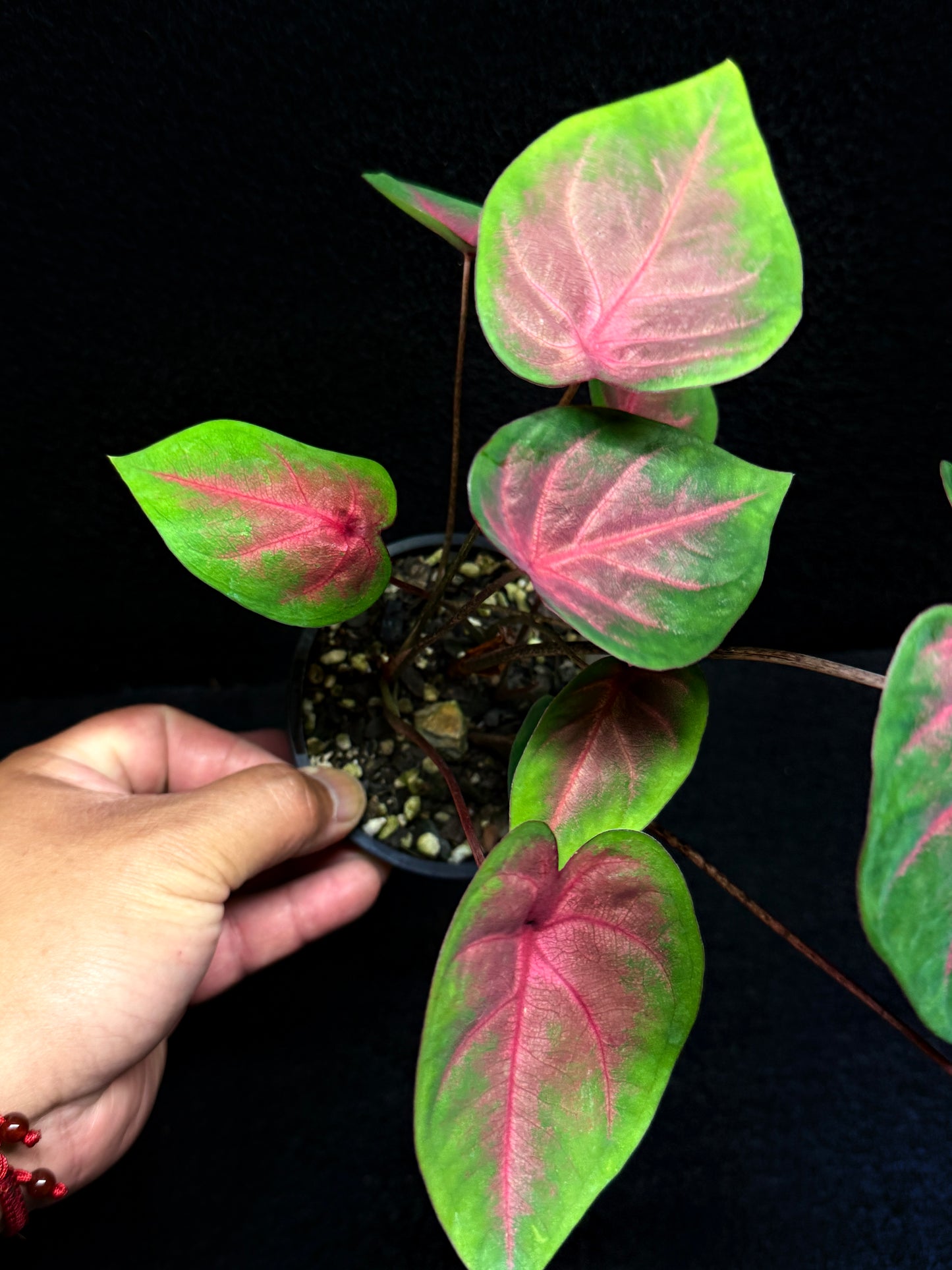 Caladium Hybrid K56