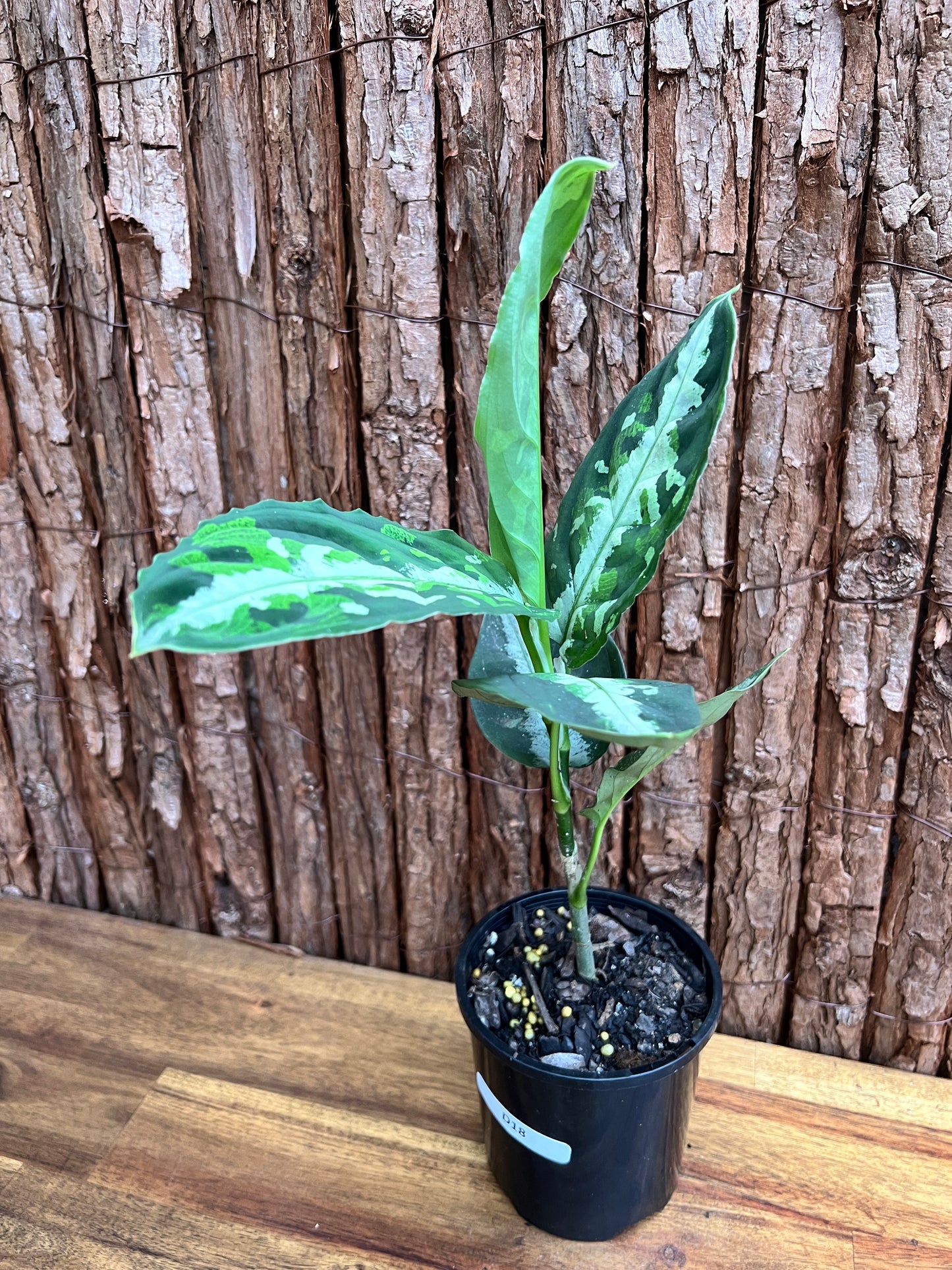 Aglaonema Pictum Tricolor NONTC D18