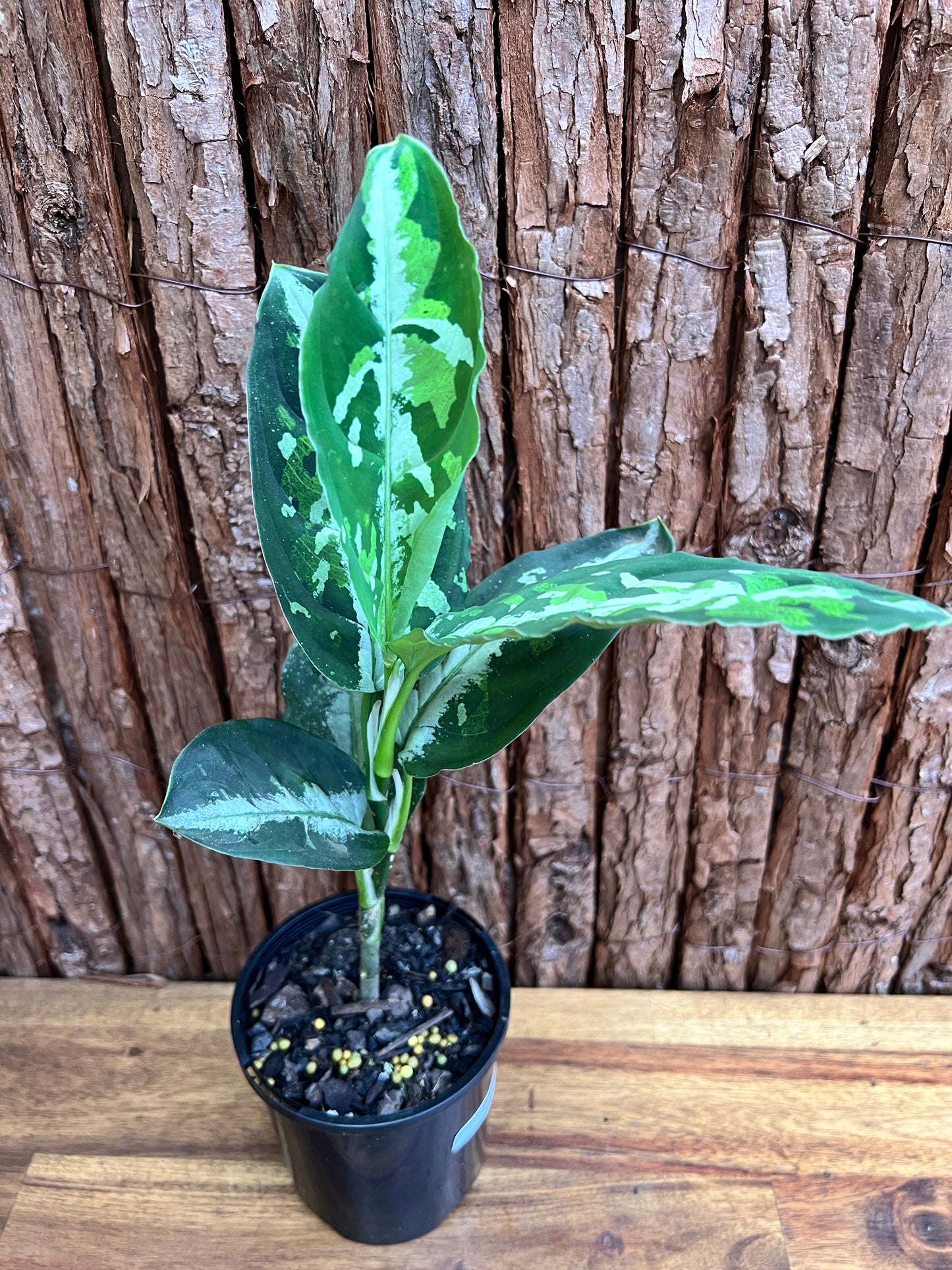 Aglaonema Pictum Tricolor NONTC D18