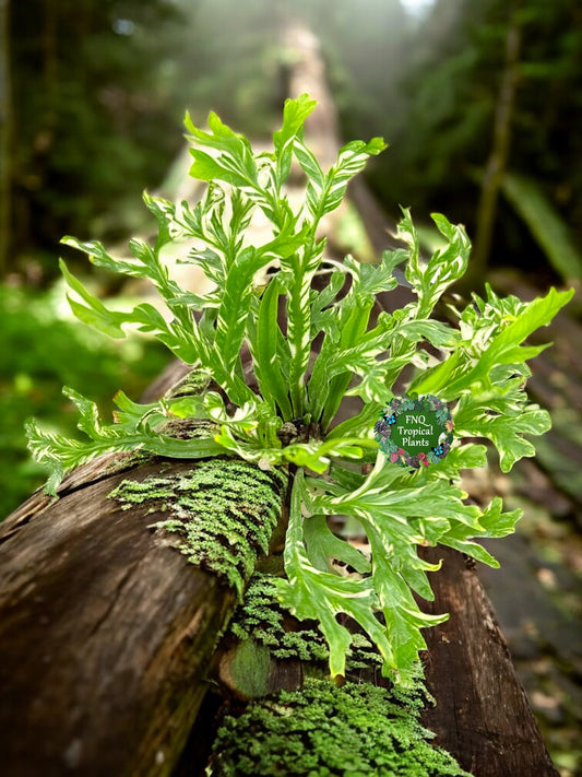Asplenium Nidus Variegata - Best Pick of the Crop!