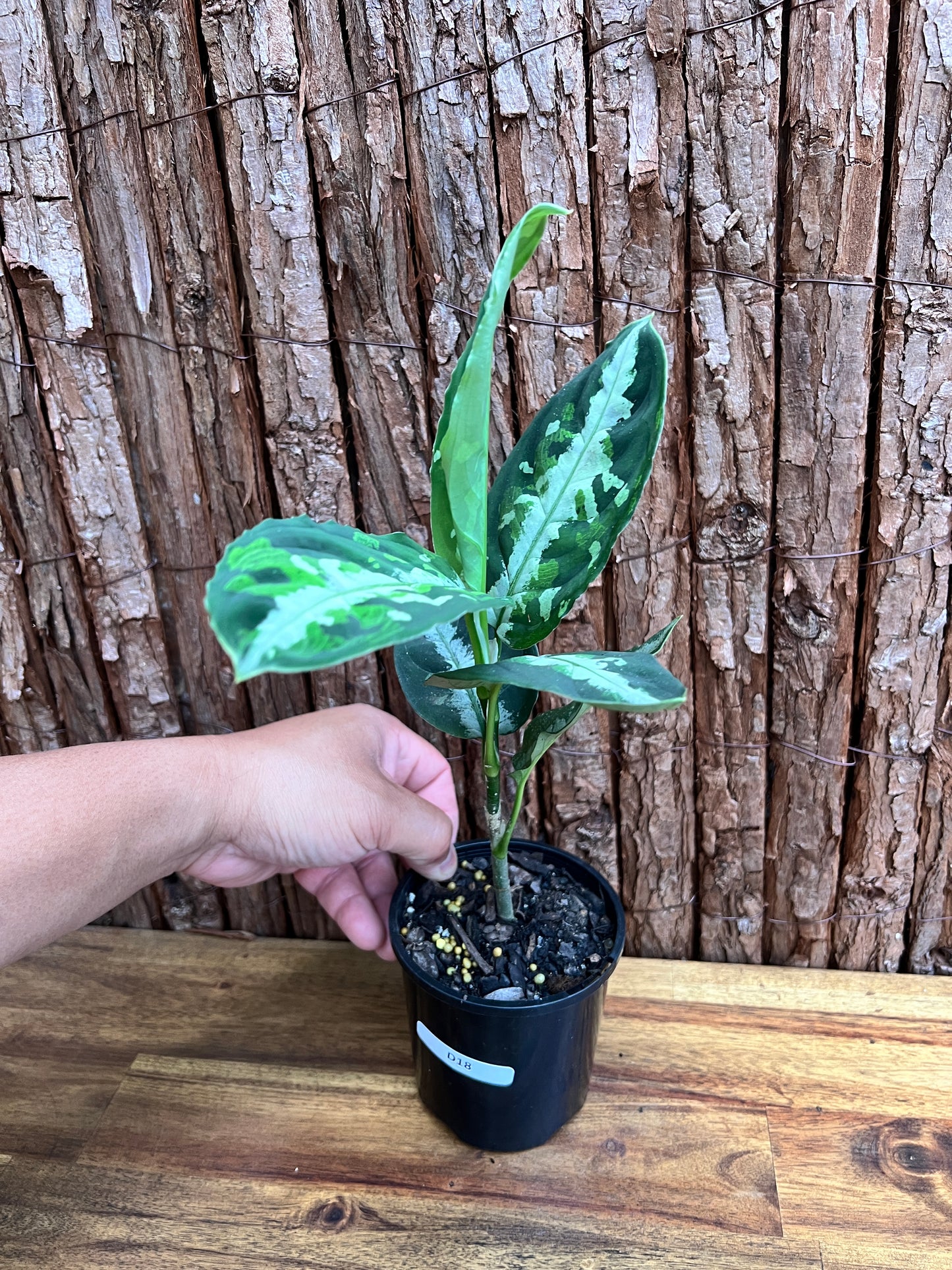 Aglaonema Pictum Tricolor NONTC D18