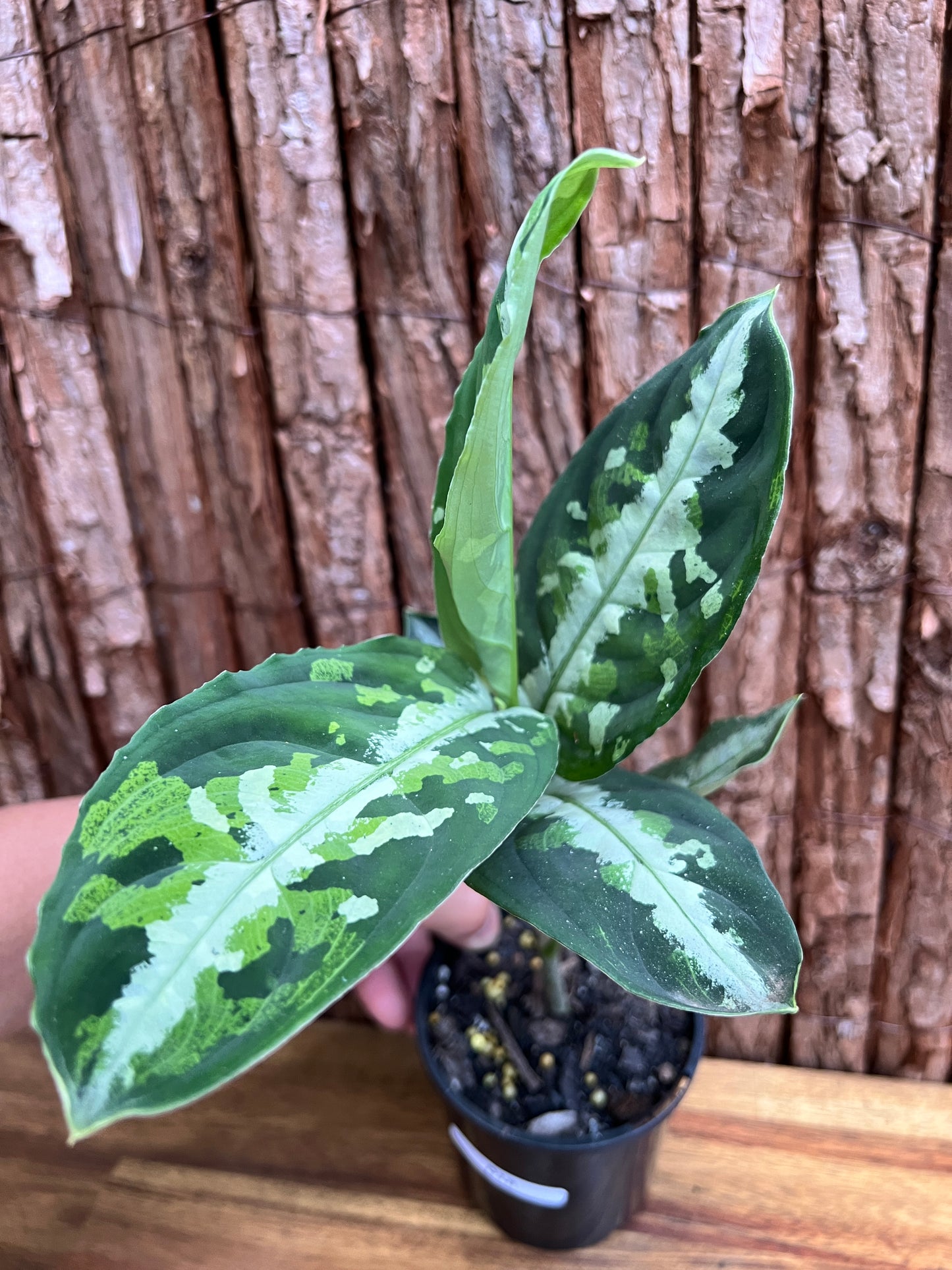 Aglaonema Pictum Tricolor NONTC D18