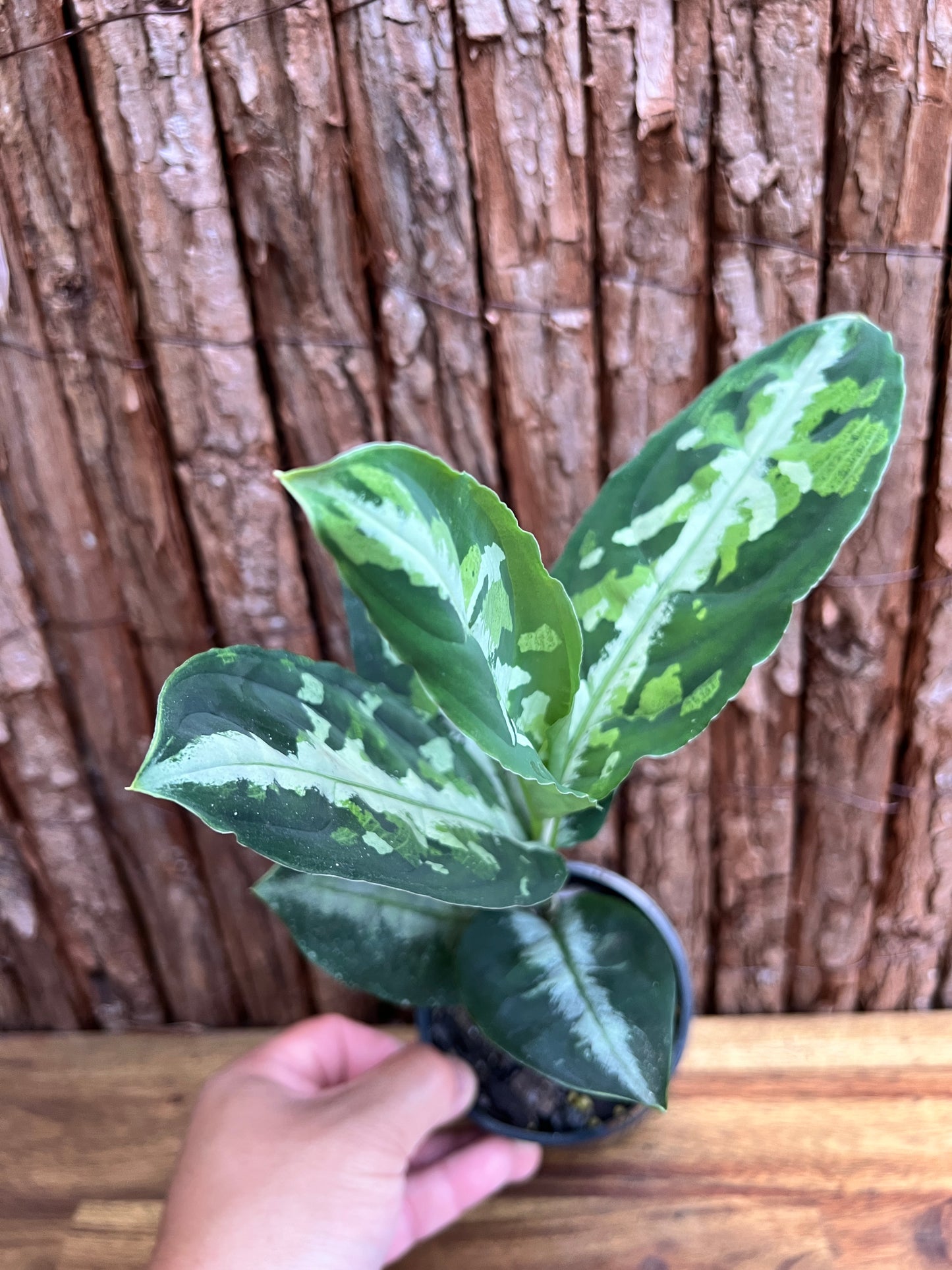 Aglaonema Pictum Tricolor NONTC D18