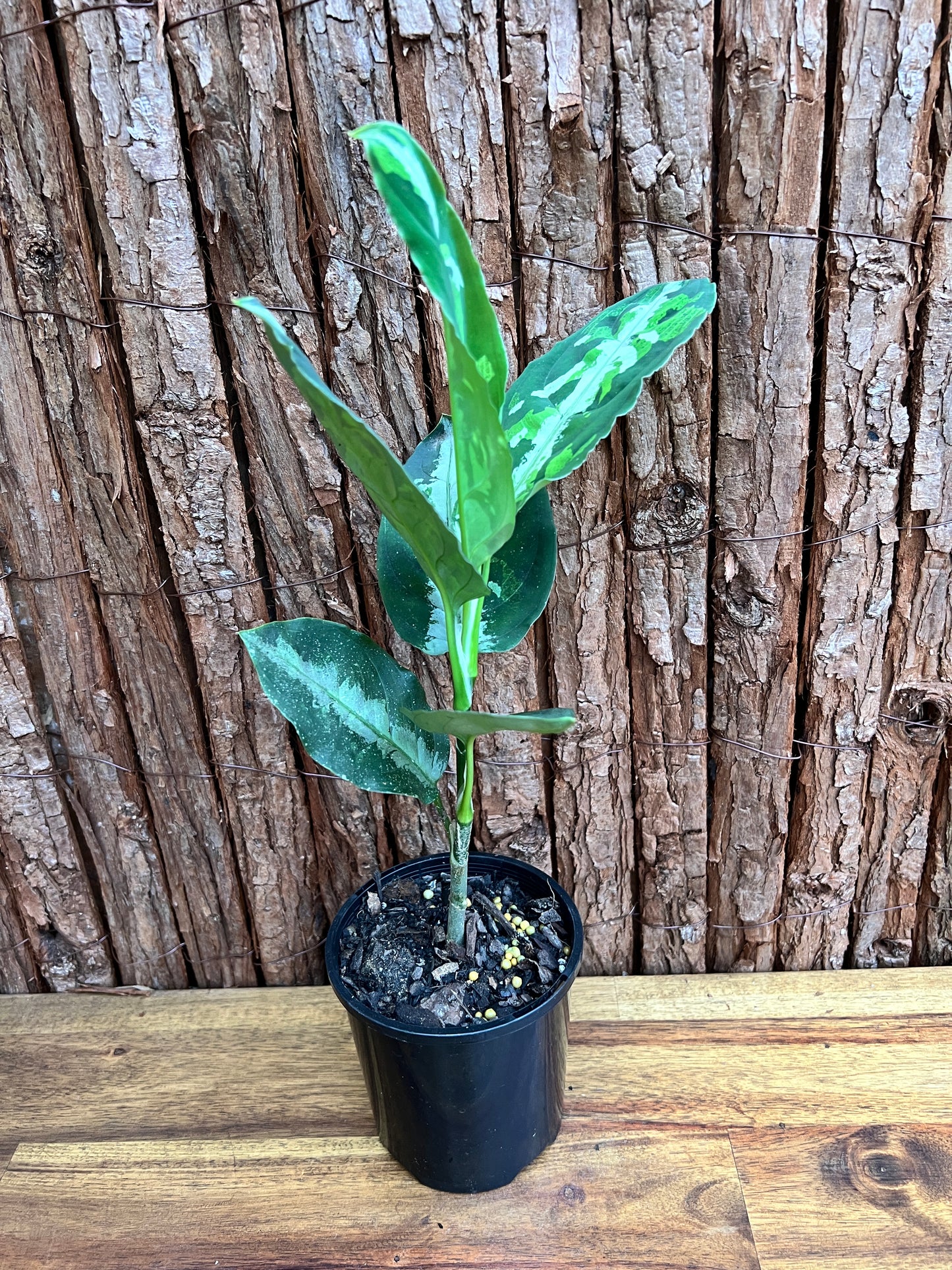 Aglaonema Pictum Tricolor NONTC D18