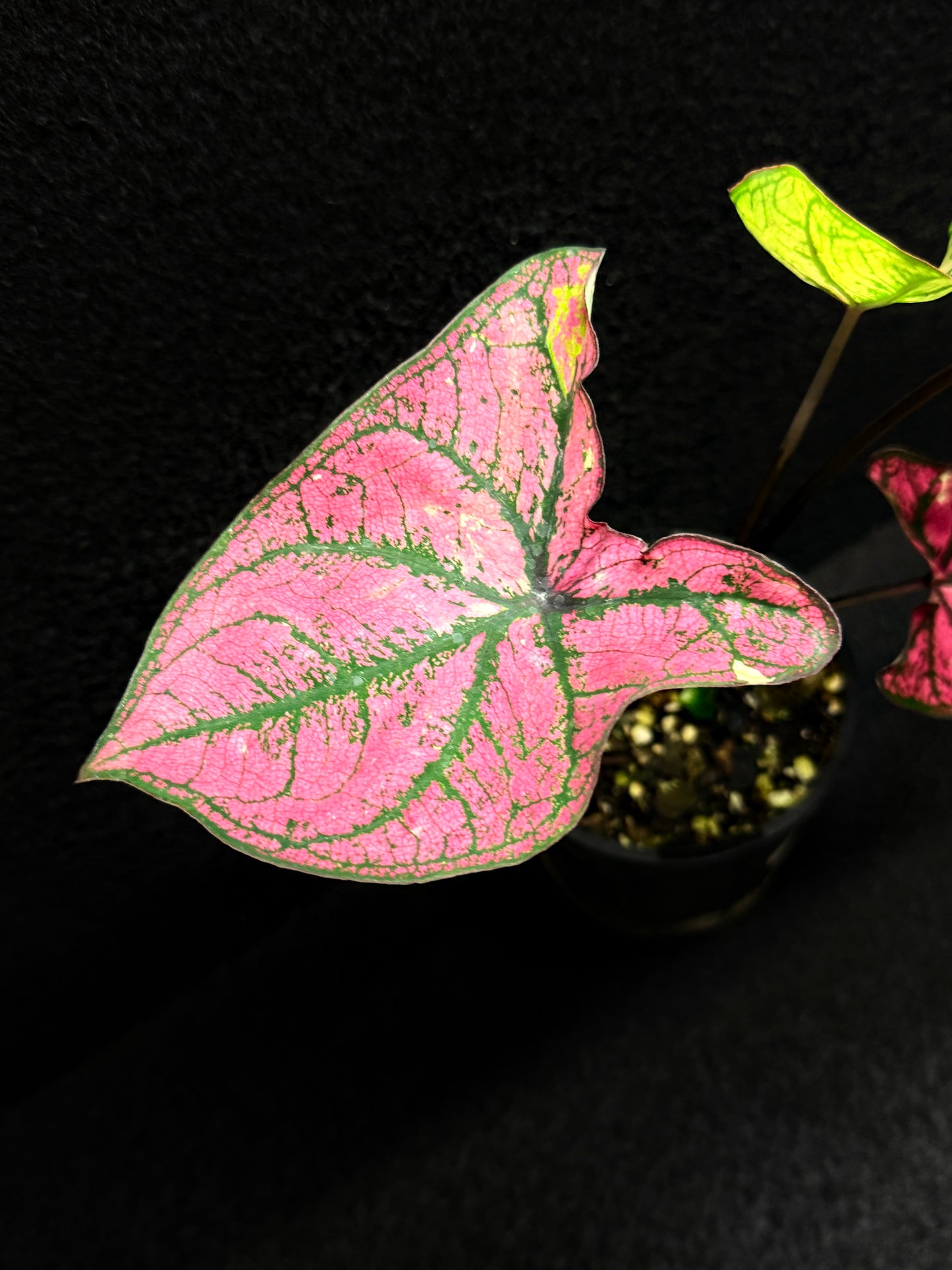 Caladium 'Purple Light' F44