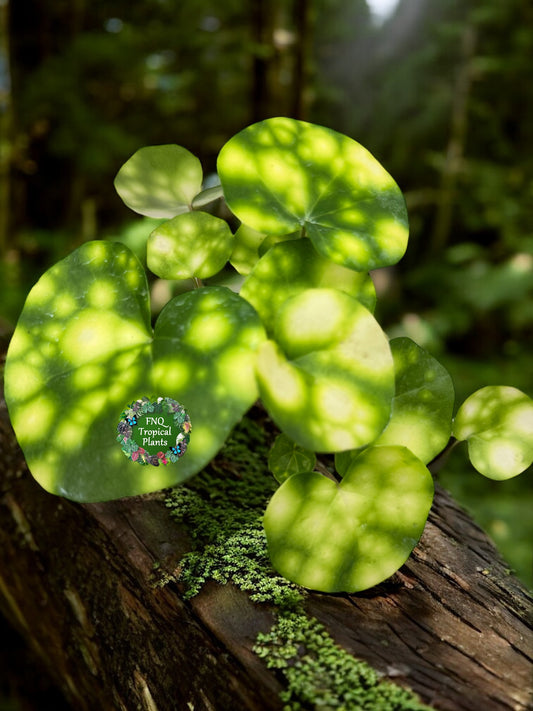 Farfugium japonicum Firefly Leopard Plant (High Variegation) - Best Pick of the Crop!