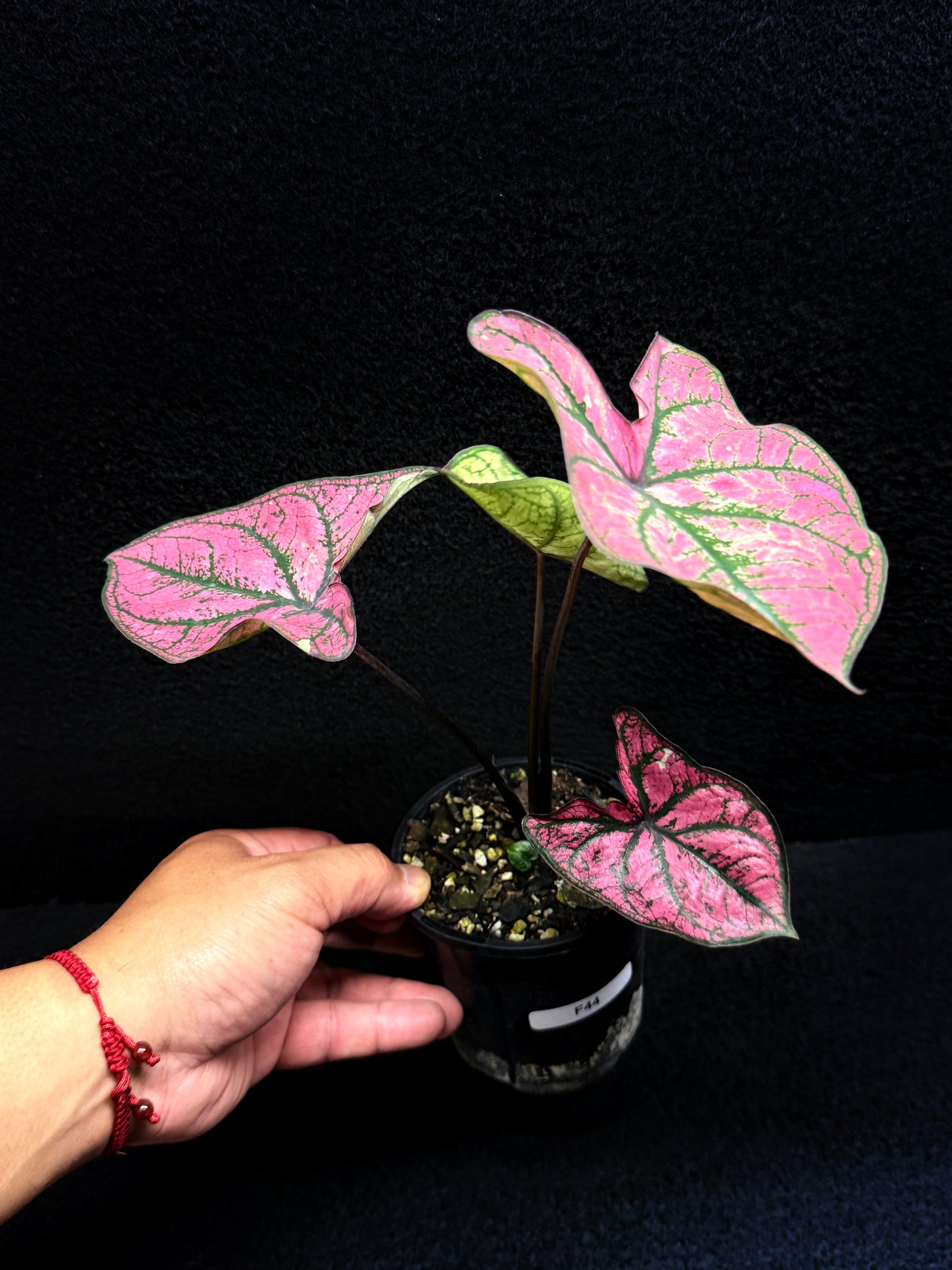 Caladium 'Purple Light' F44