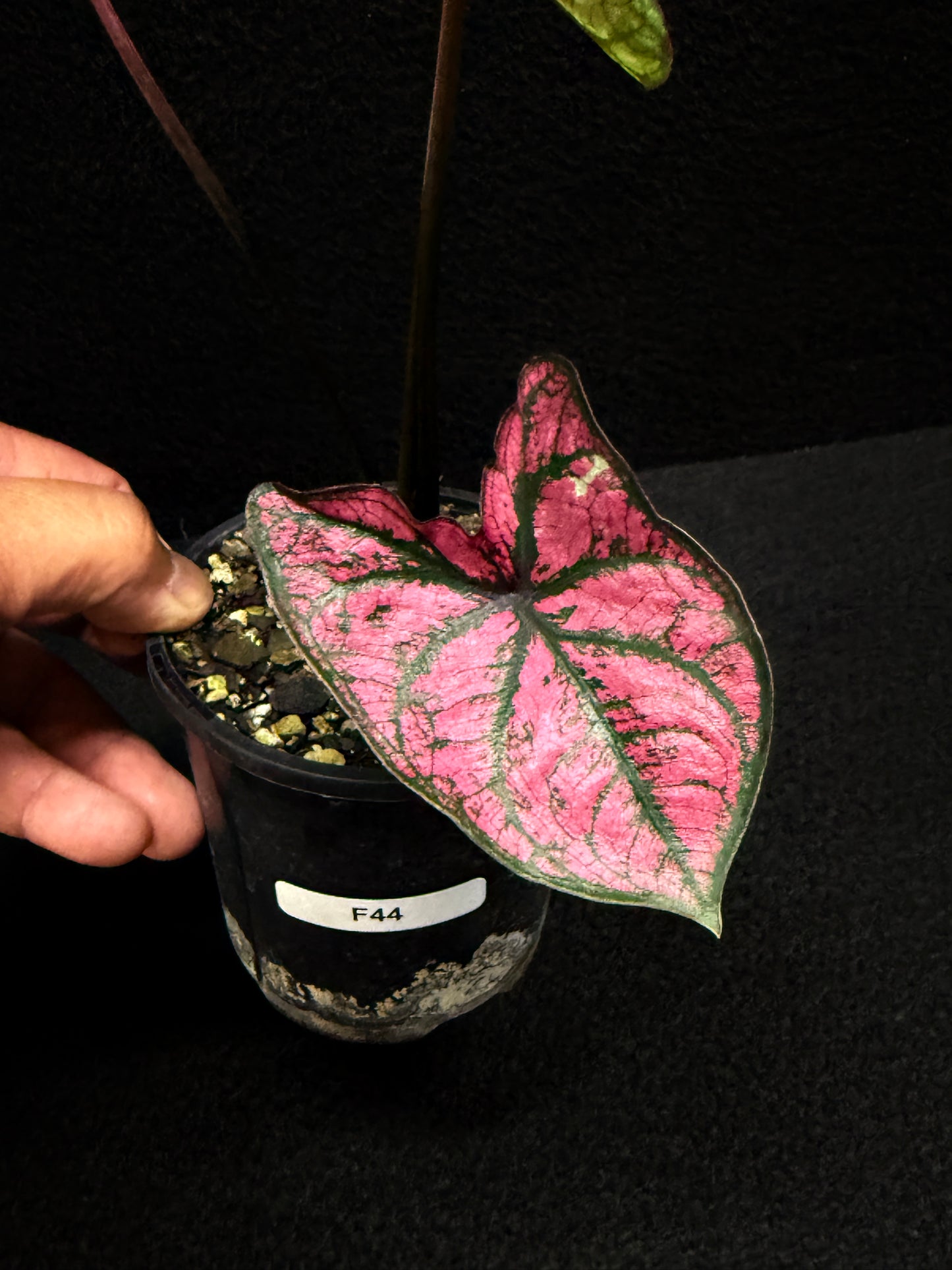 Caladium 'Purple Light' F44