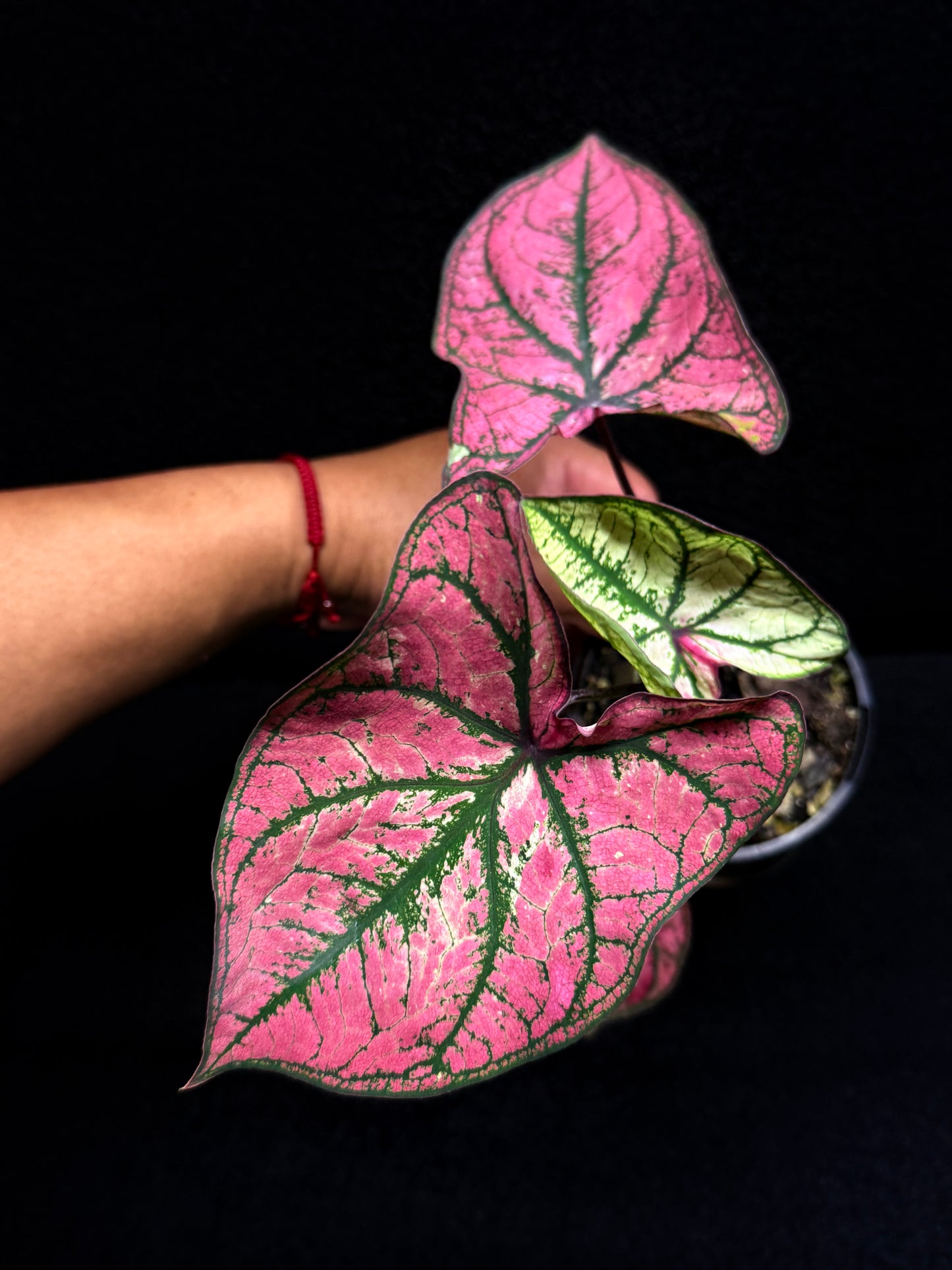 Caladium 'Purple Light' F44