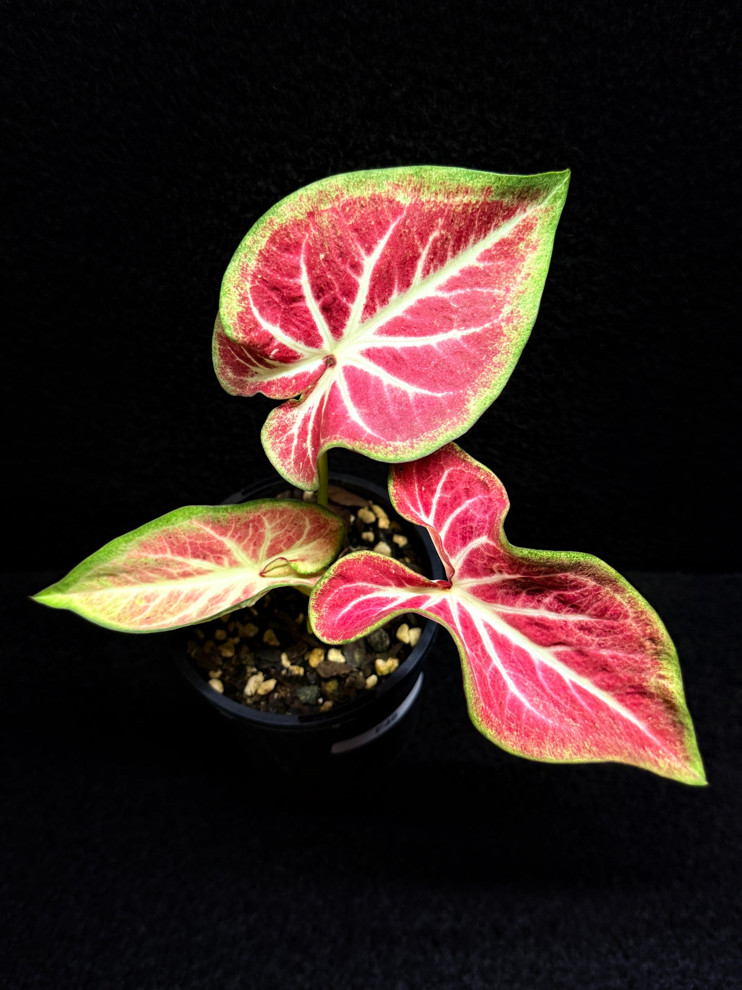 Caladium 'Fallen City' F46
