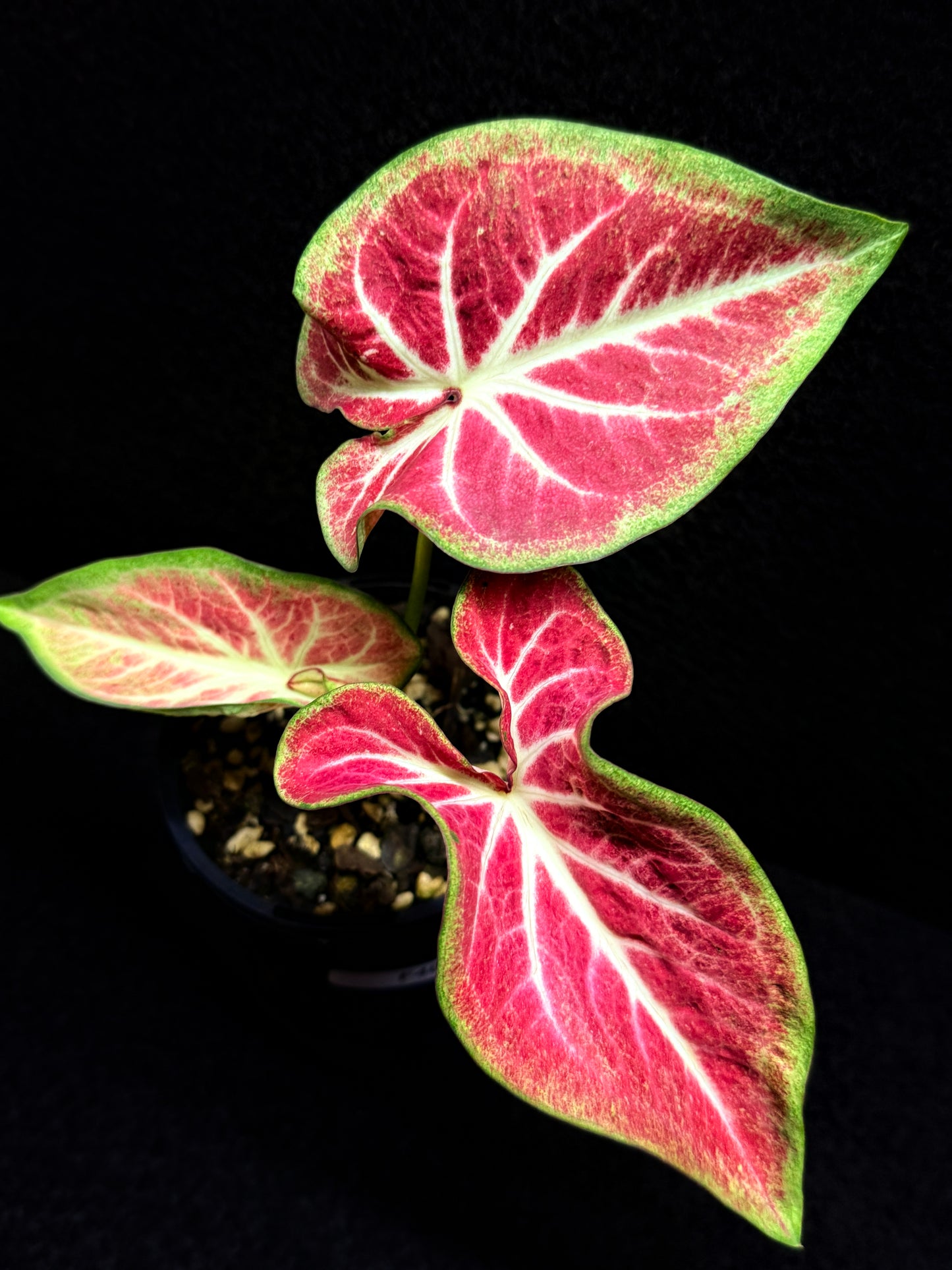 Caladium 'Fallen City' F46