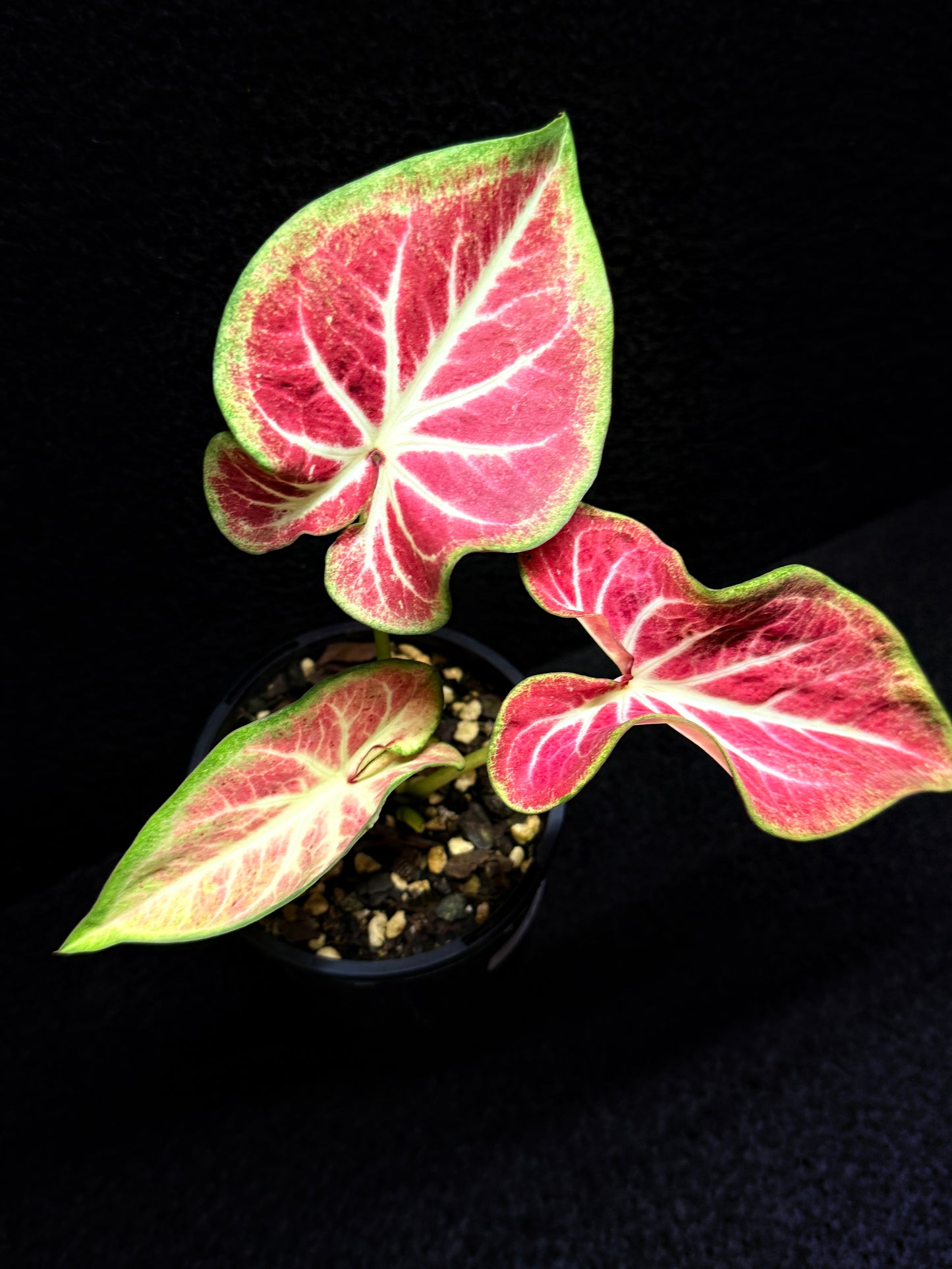 Caladium 'Fallen City' F46
