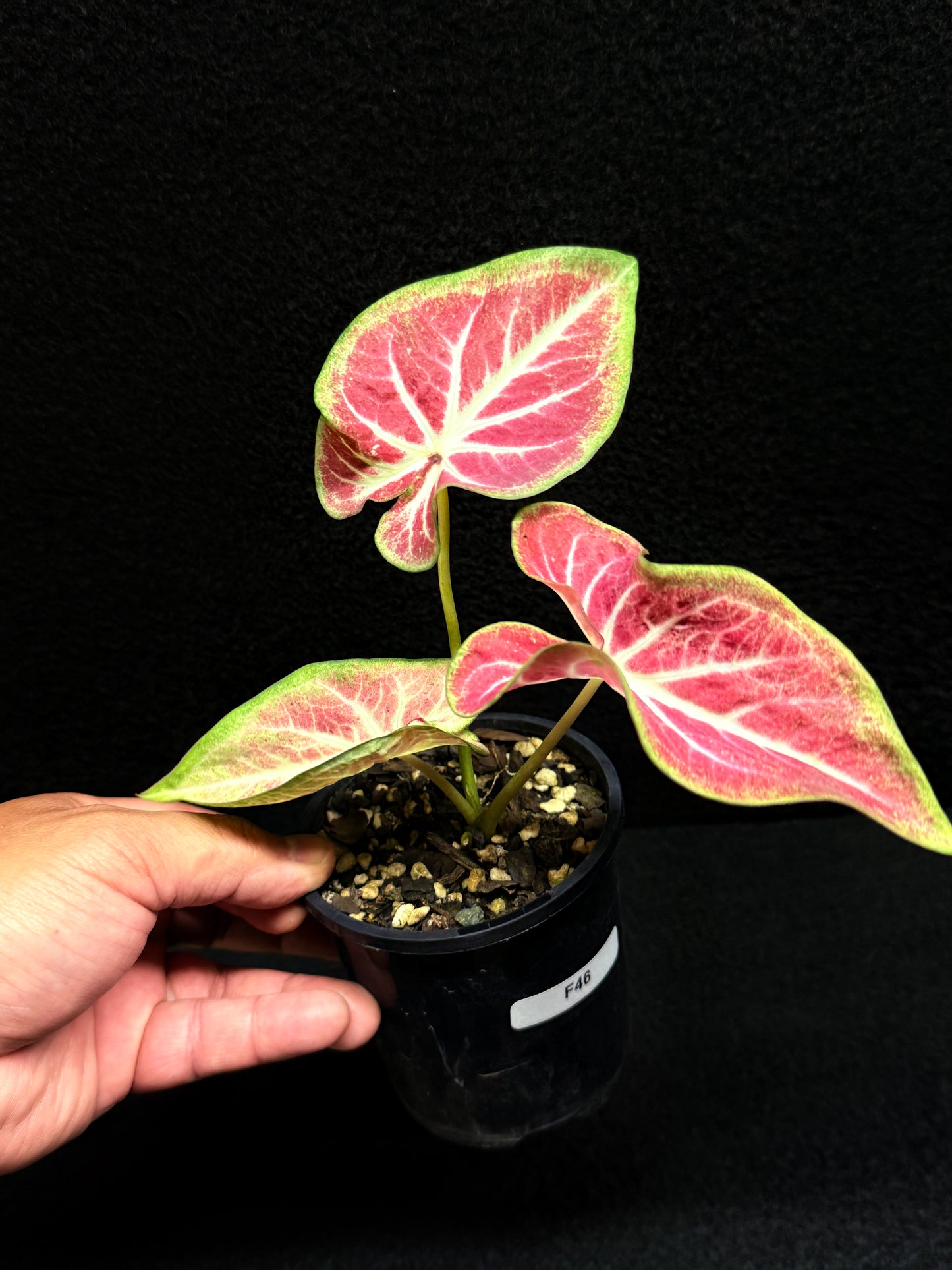 Caladium 'Fallen City' F46