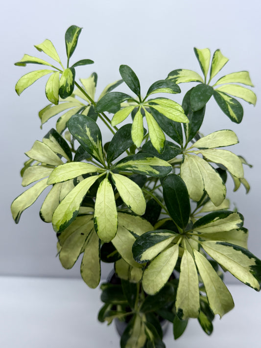 Schefflera Madame de Smet - Variegated Umbrella Plant K2