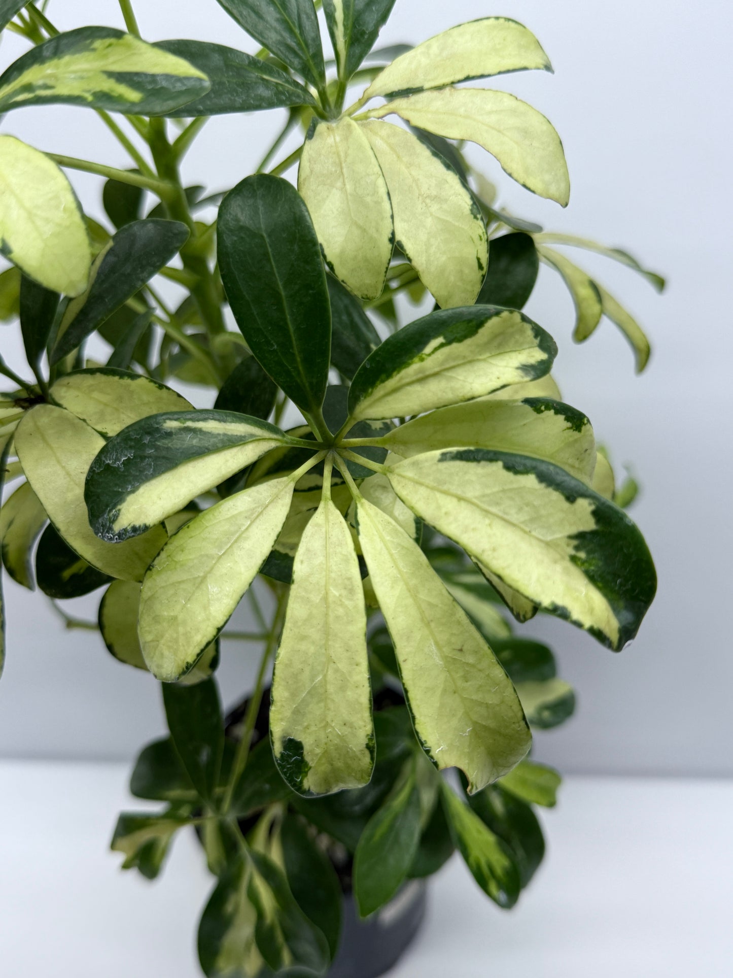 Schefflera Madame de Smet - Variegated Umbrella Plant K2