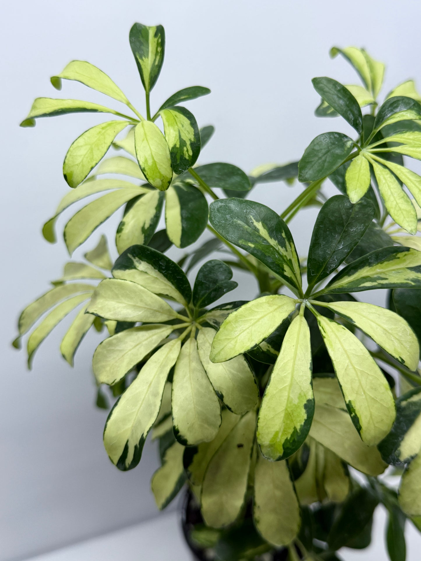 Schefflera Madame de Smet - Variegated Umbrella Plant K2