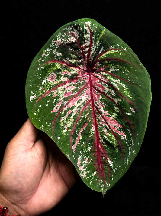 Caladium Lotus Form F45