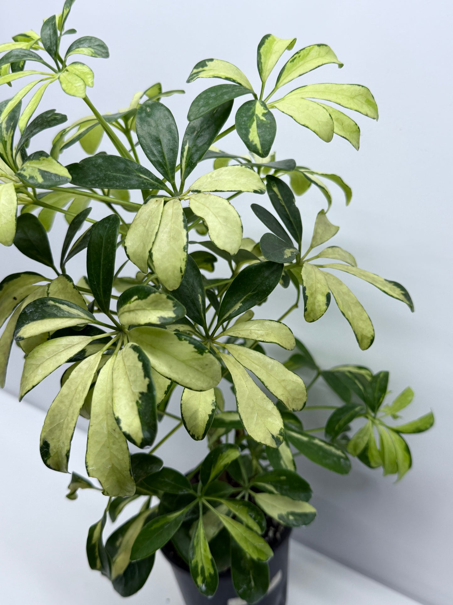 Schefflera Madame de Smet - Variegated Umbrella Plant K2