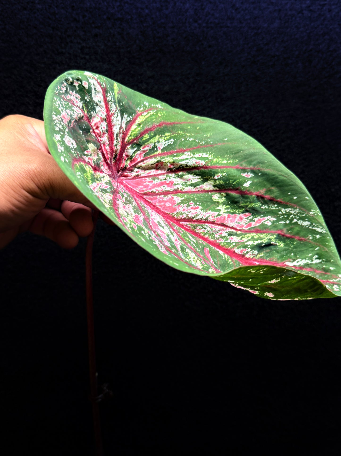 Caladium Lotus Form F45