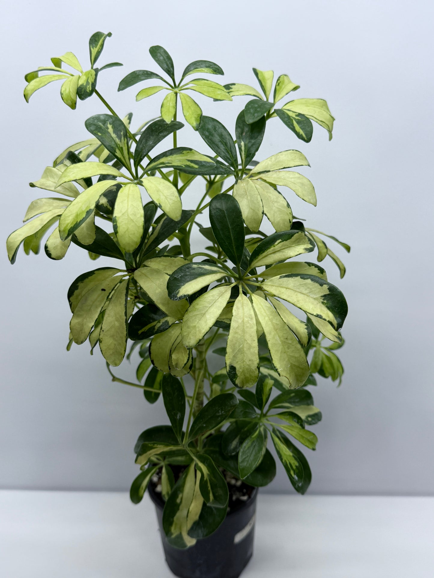 Schefflera Madame de Smet - Variegated Umbrella Plant K2