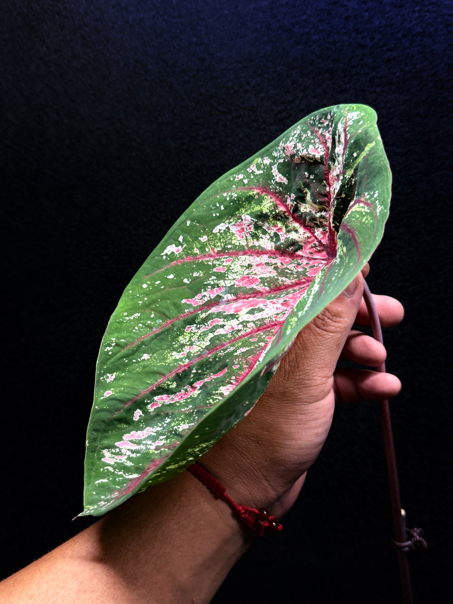 Caladium Lotus Form F45