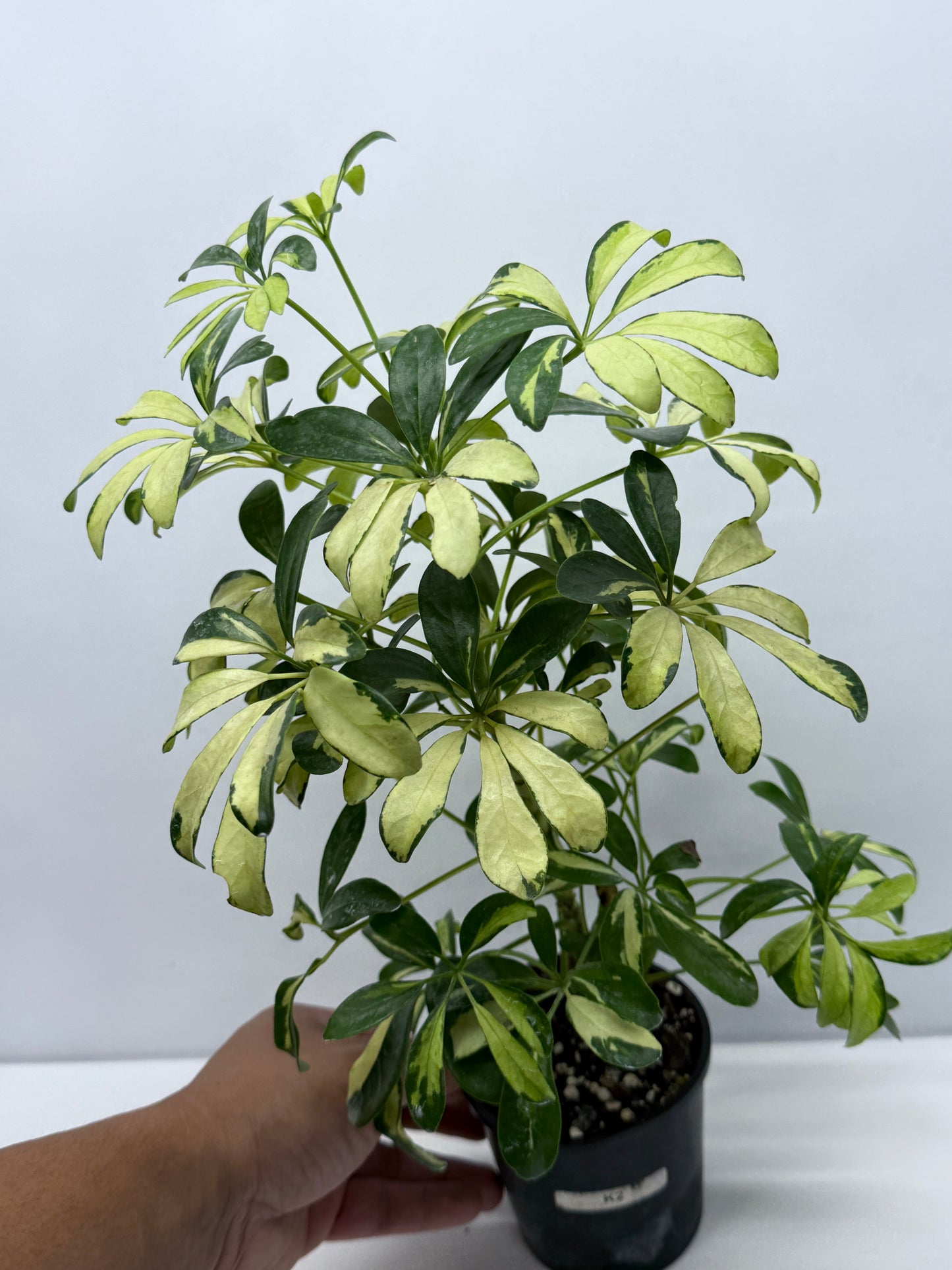 Schefflera Madame de Smet - Variegated Umbrella Plant K2
