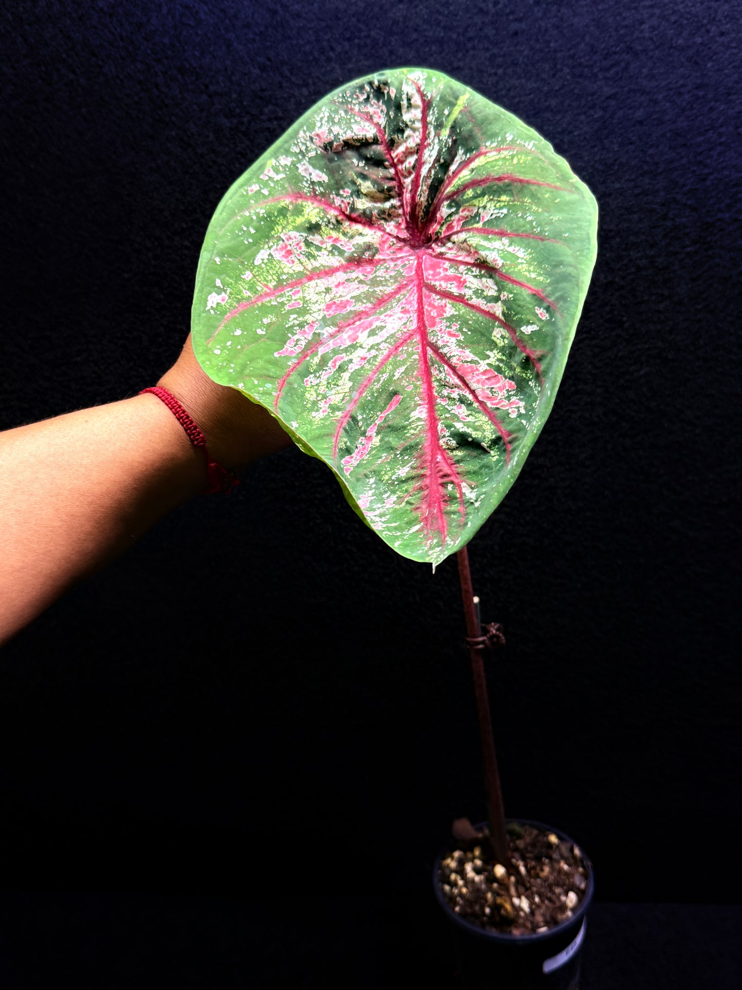 Caladium Lotus Form F45