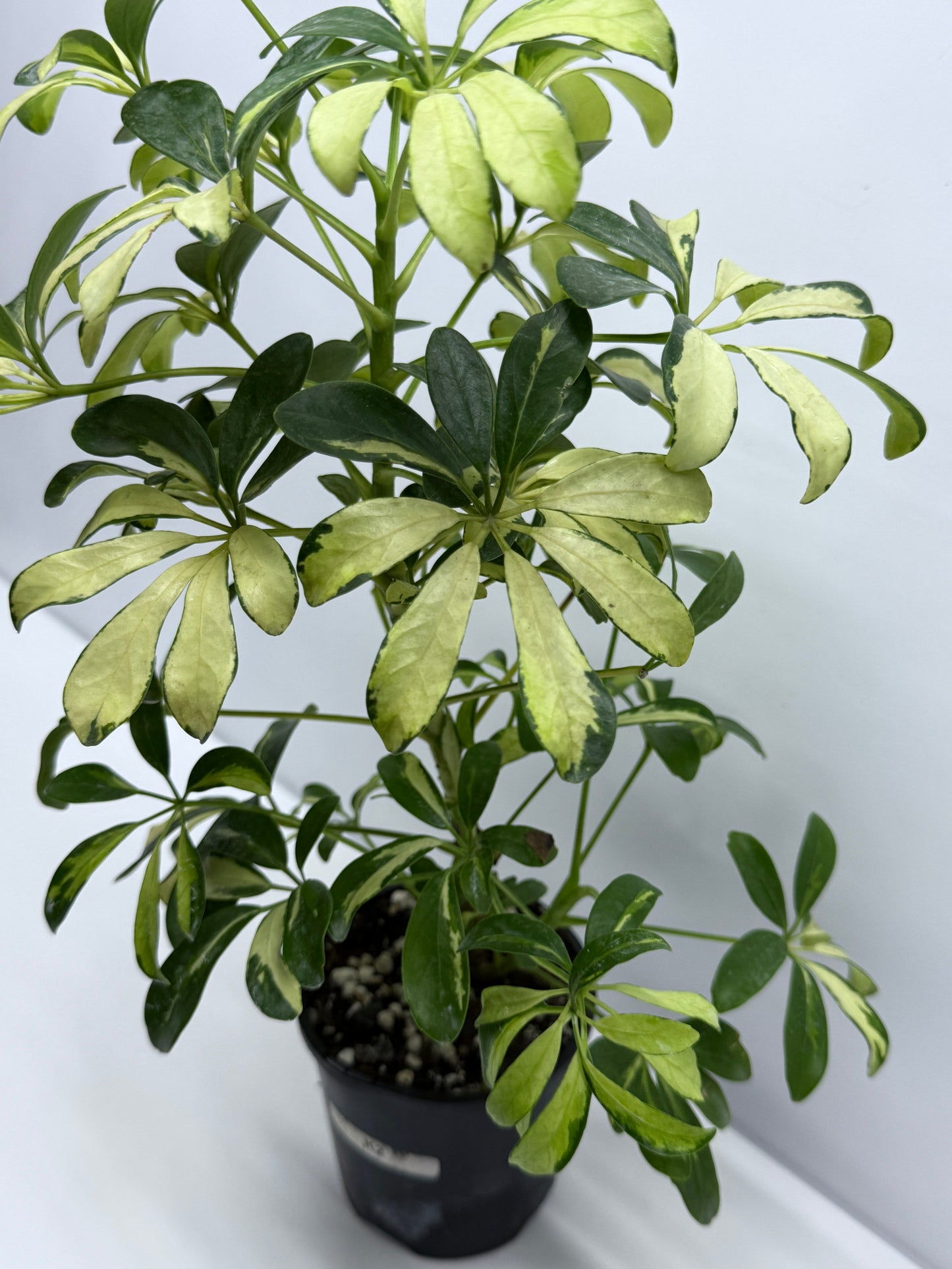 Schefflera Madame de Smet - Variegated Umbrella Plant K2