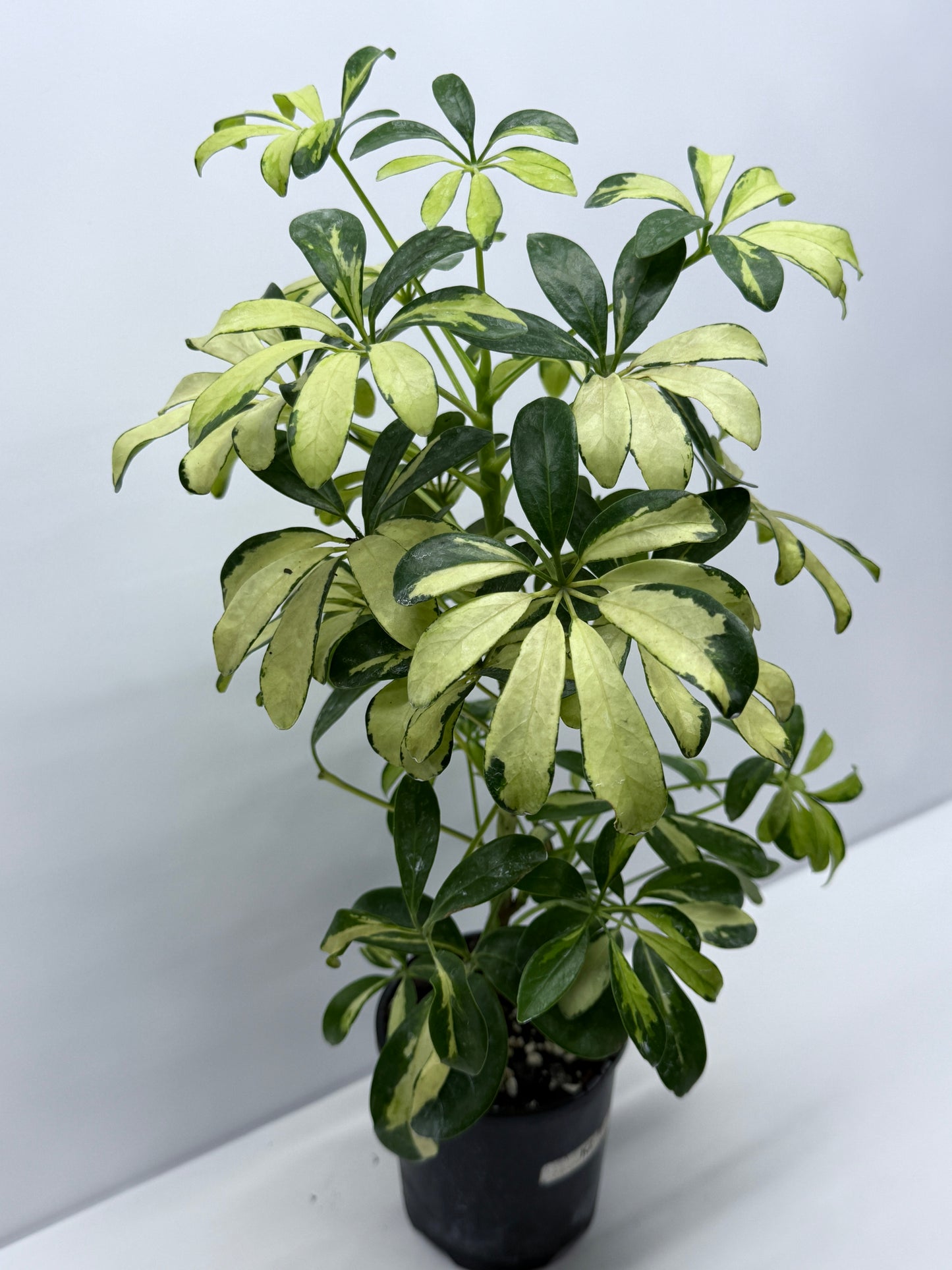 Schefflera Madame de Smet - Variegated Umbrella Plant K2