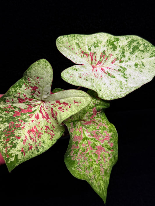 Caladium Hybrid G14