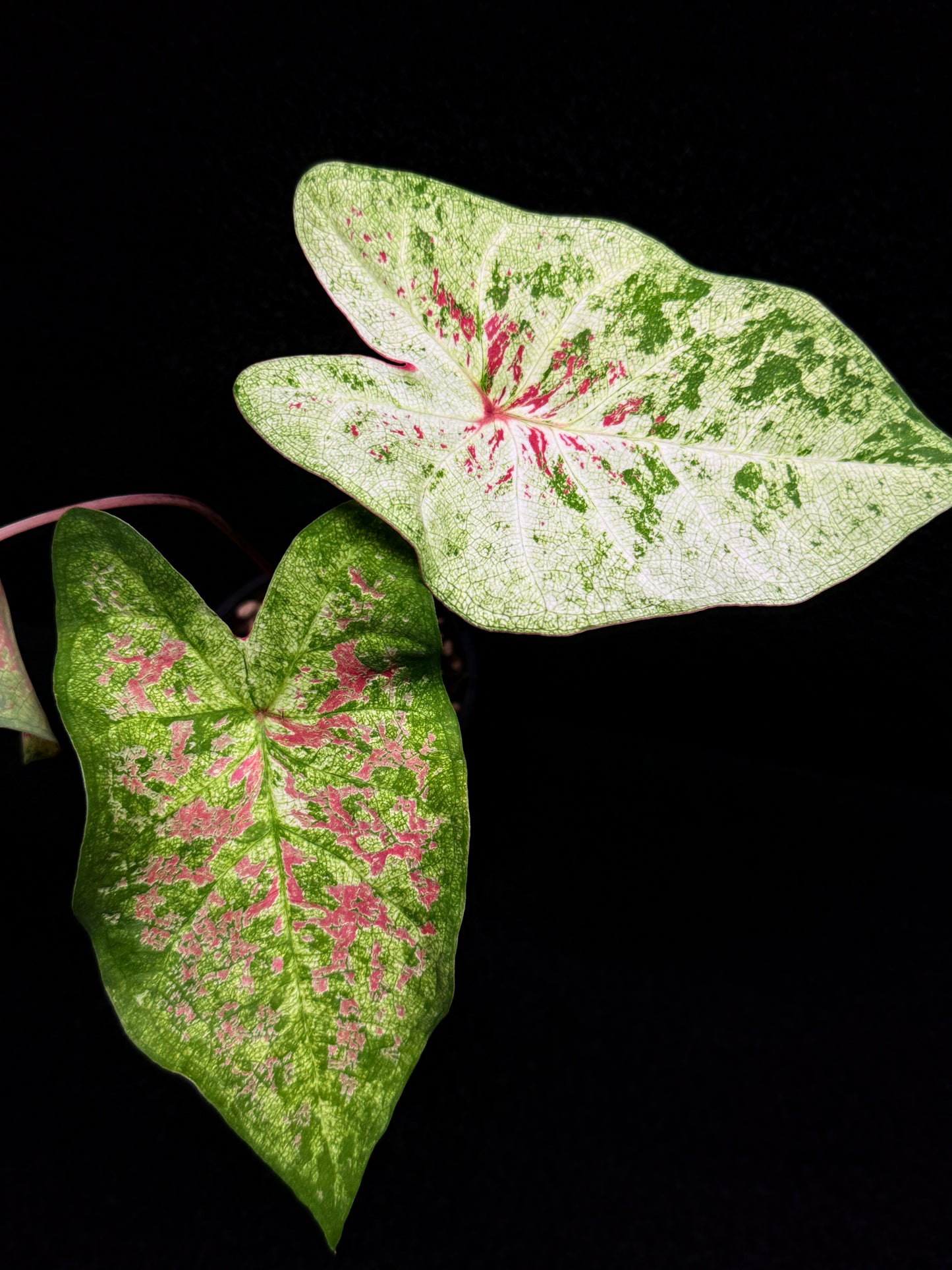Caladium Hybrid G14
