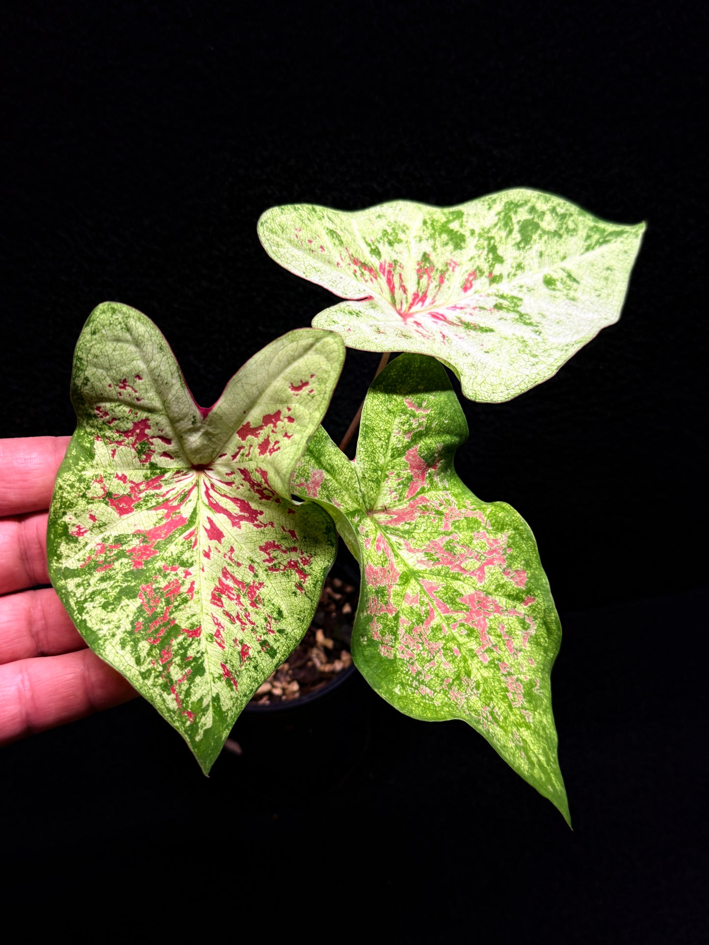 Caladium Hybrid G14