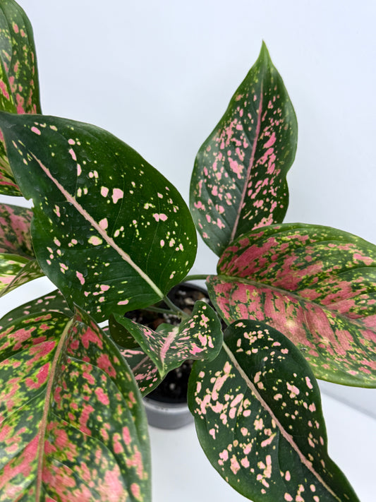 Aglaonema Ventti and Pink Dalmatian S11