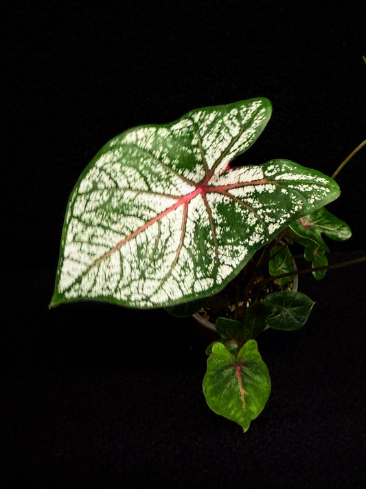 Caladium Florida Beauty F47
