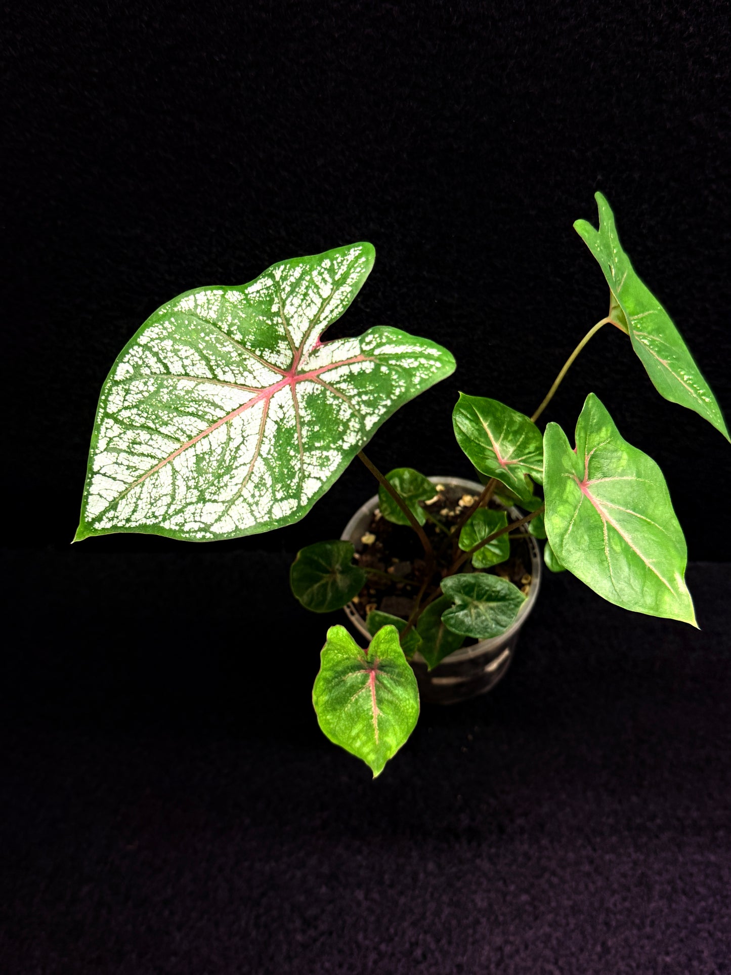 Caladium Florida Beauty F47