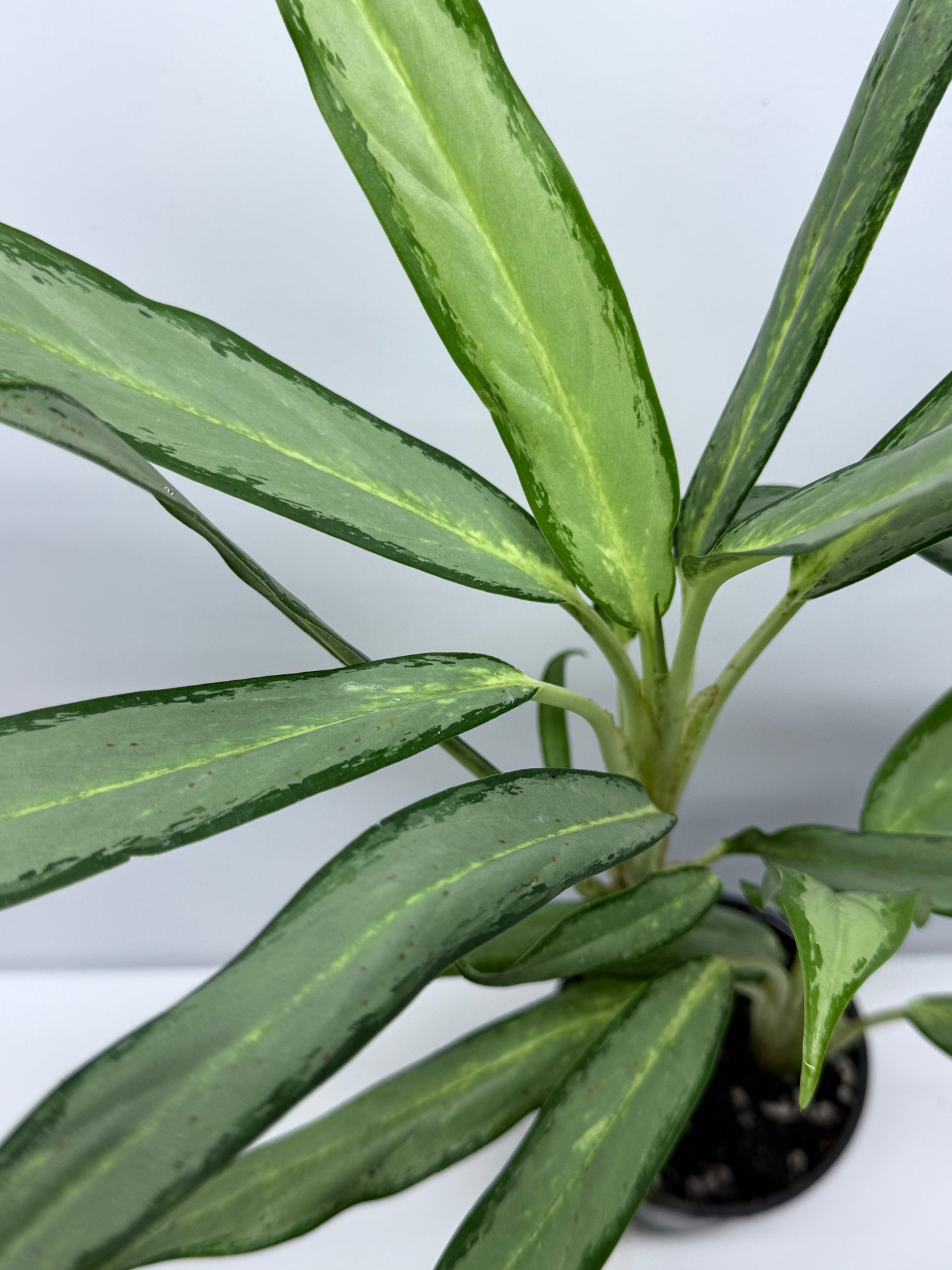 Aglaonema White Lance S12