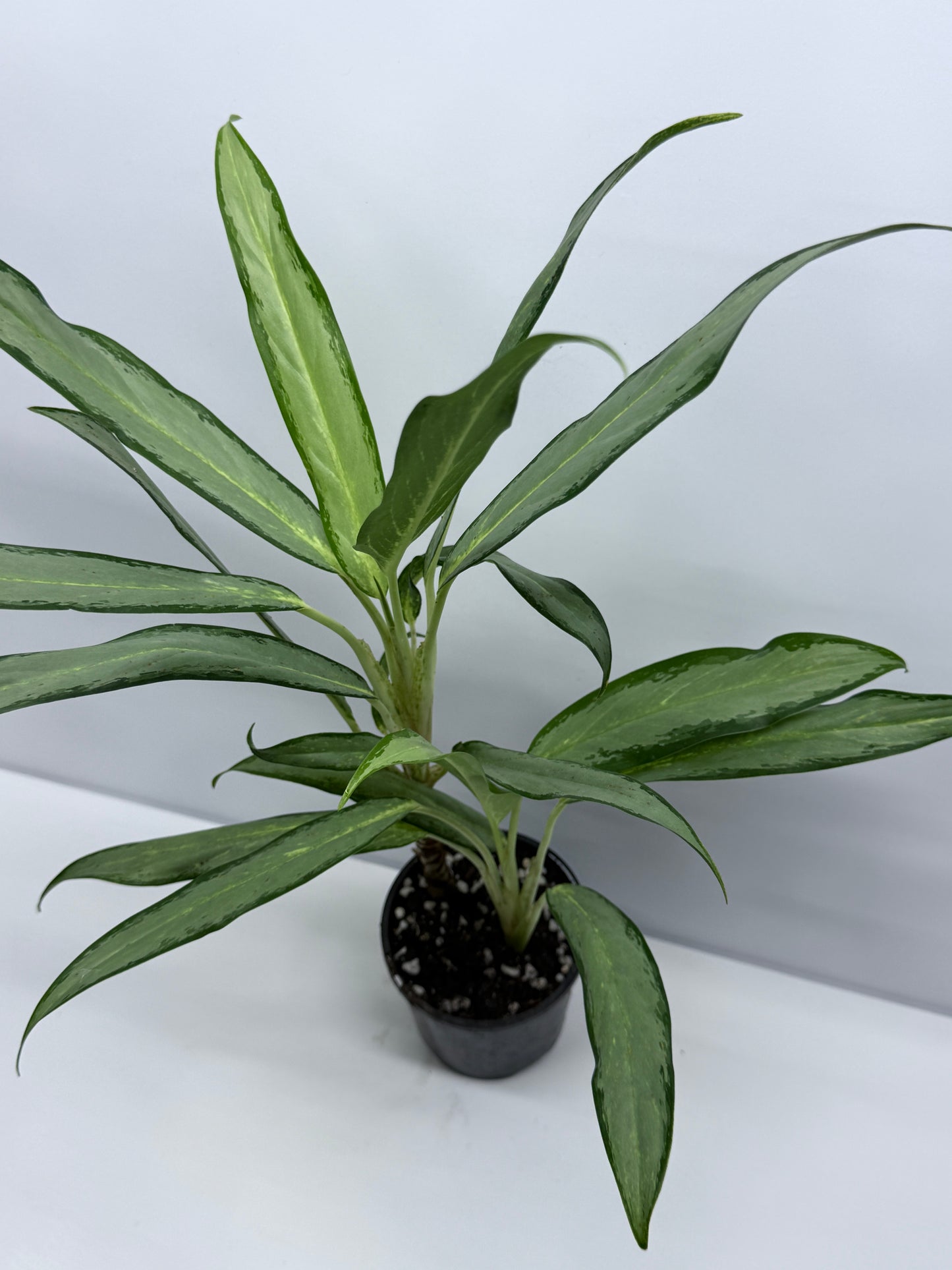 Aglaonema White Lance S12