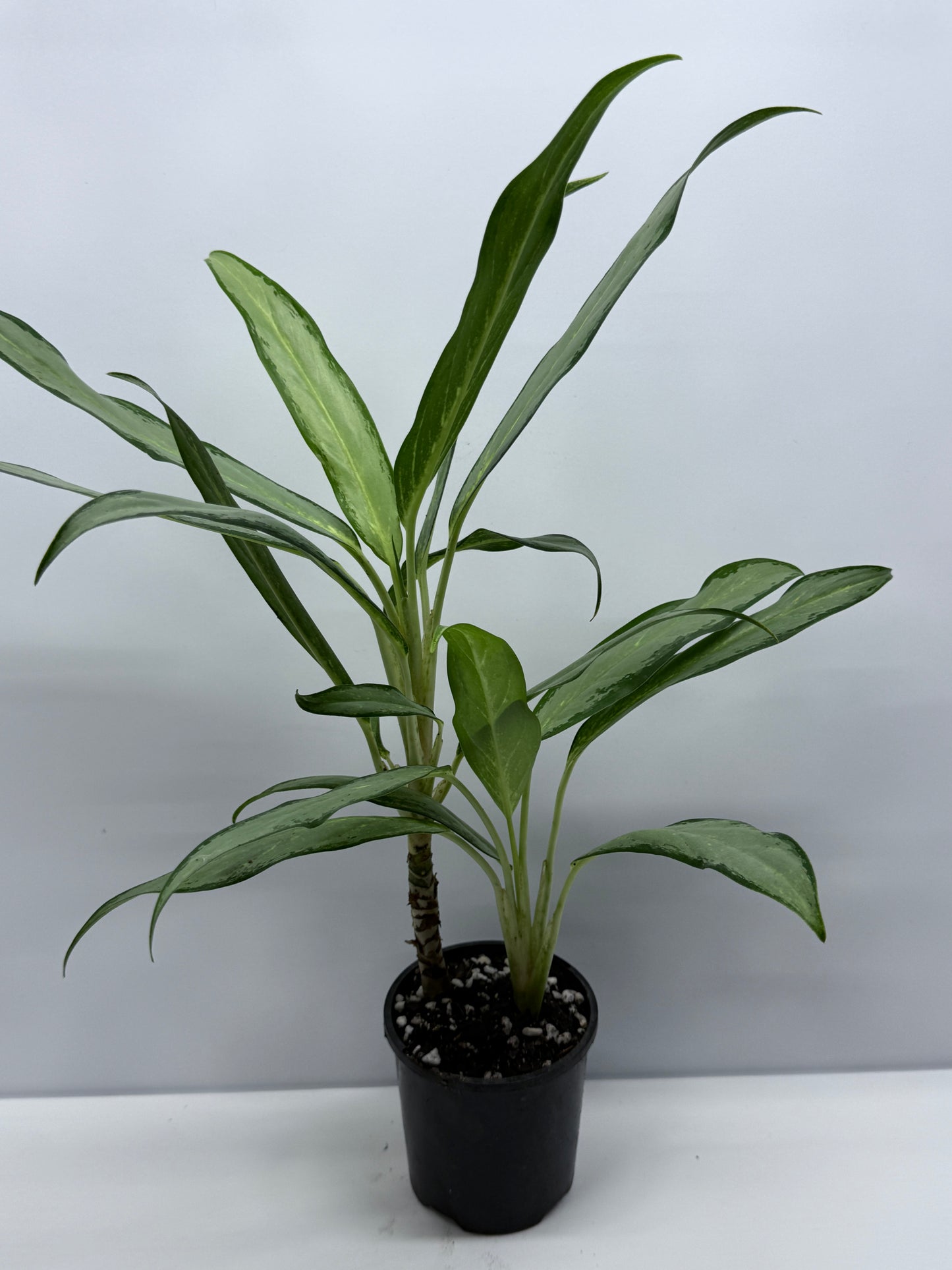 Aglaonema White Lance S12