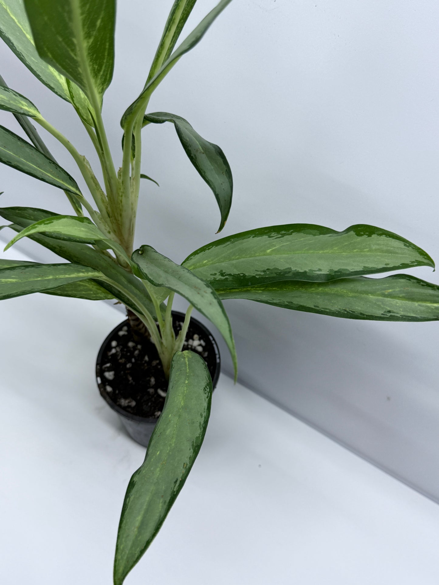 Aglaonema White Lance S12
